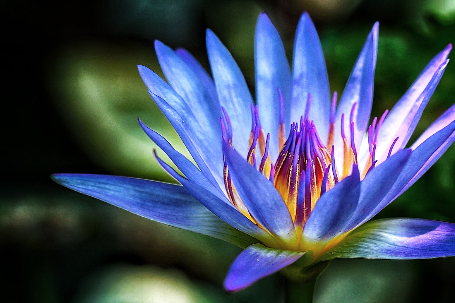 water lily plant seeds 10 BLUE WATER LILY / Lily Pad / Asian Water Lotus / Sacred Egyptian Lotus Nymphaea Caerulea Flower Seeds