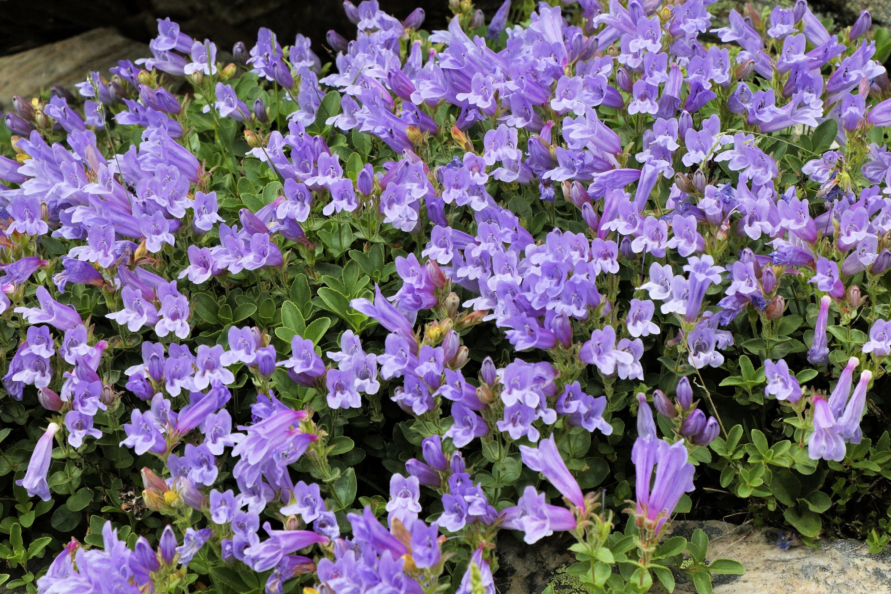 50 ALPINE PENSTEMON Davidsonii Davidson's Beardtongue Purple