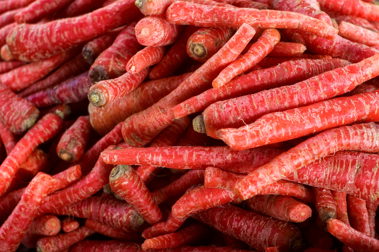 400 ATOMIC RED CARROT Daucus Carota Vegetable Seeds