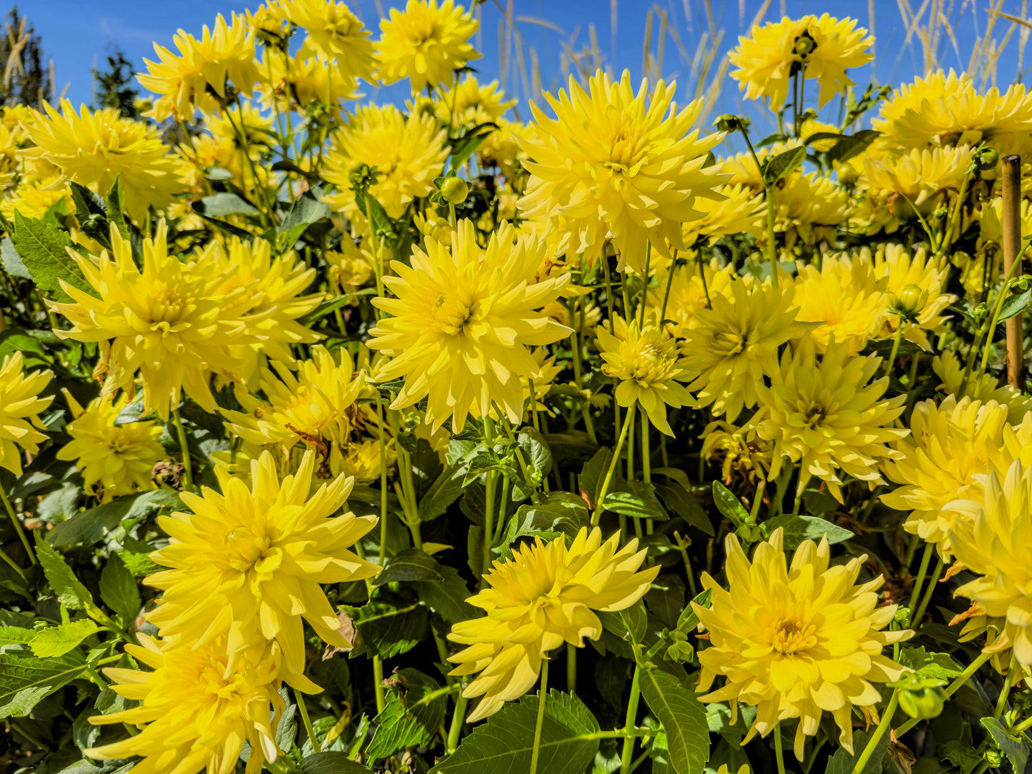 25 CACTUS DOUBLE DAHLIA Mix Variabilis Mixed Colors Hummingbird Flower Seeds
