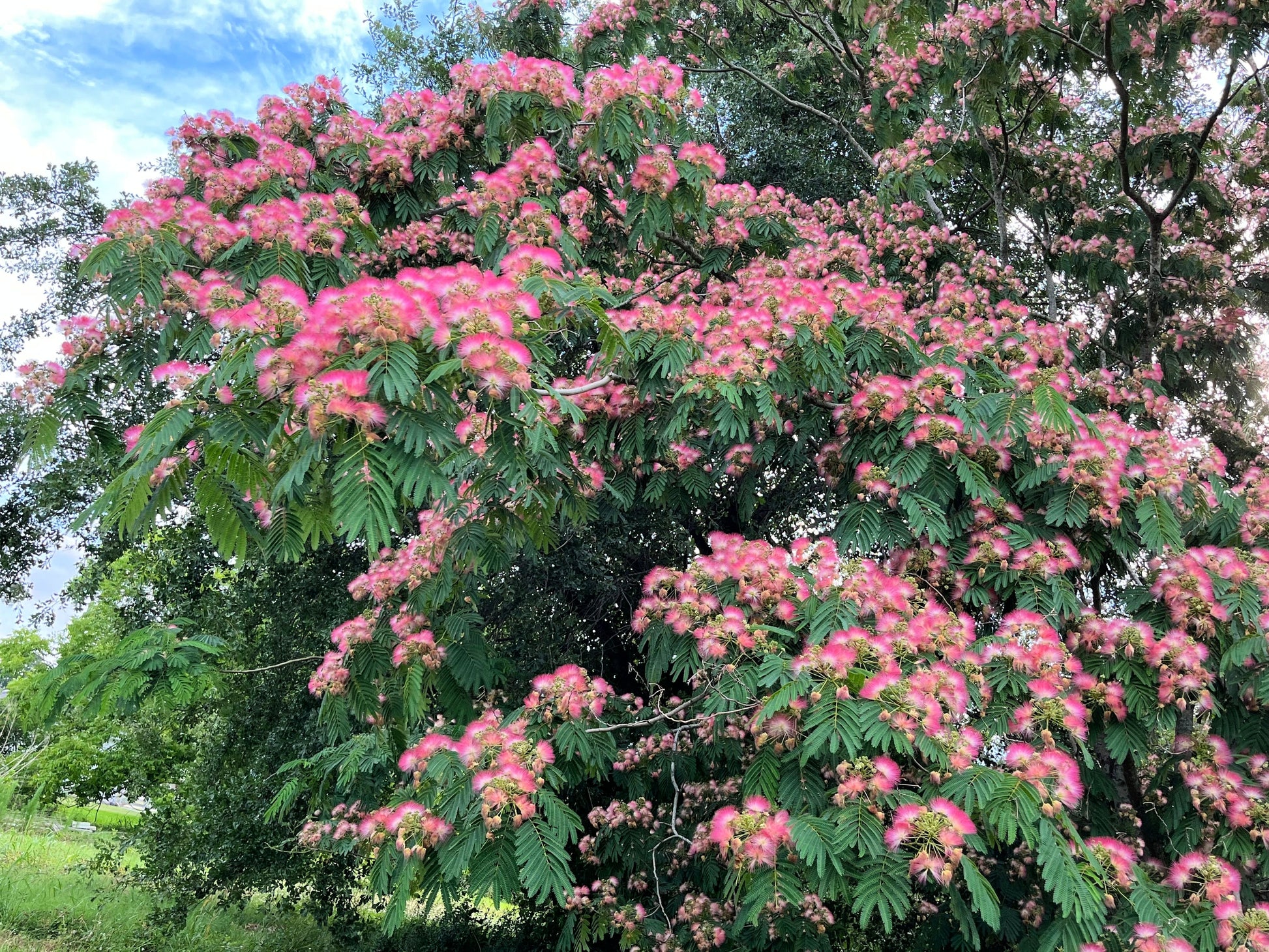 mimosa bonsai tree for sale 25 MIMOSA / Persian SILK TREE Albizia Julibrissin Seeds – Seedville USA