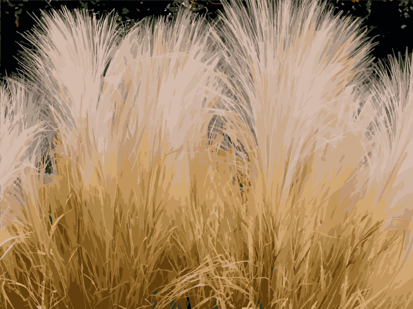25 MEXICAN FEATHER GRASS Pony Tails Ornamental Stipa Tenuissima Nassella Seeds Wind Whisp