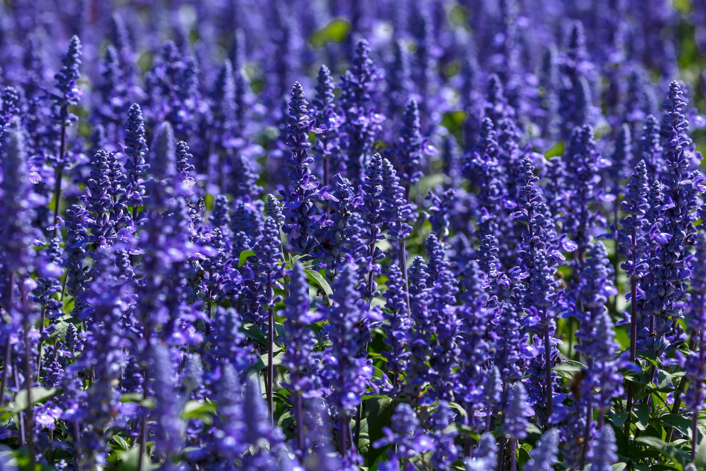 500 BLUE BEDDER SAGE Salvia Farinacea Flower Seeds
