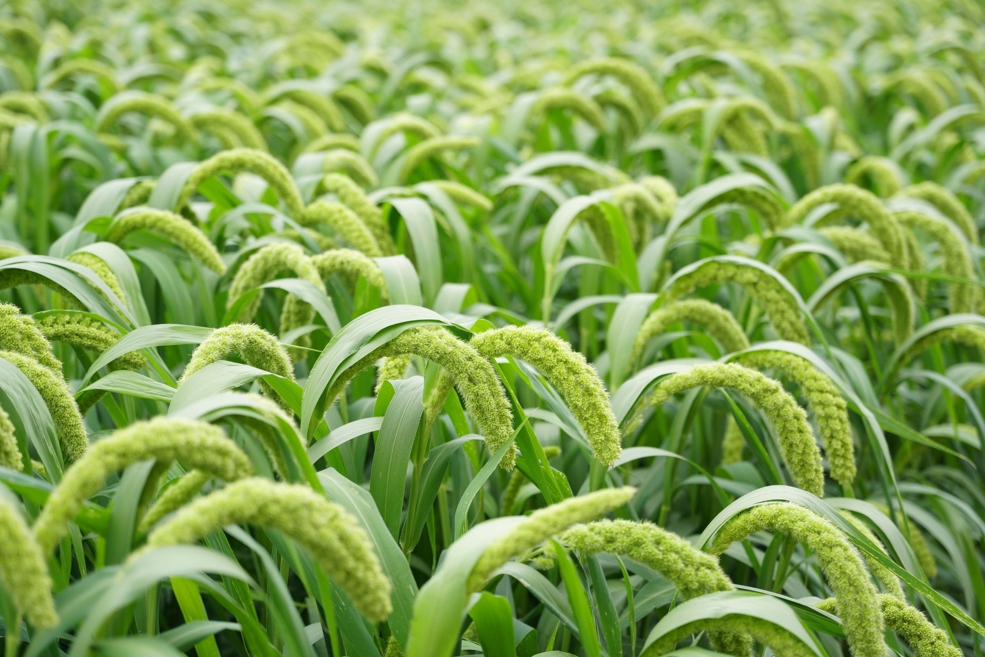 where to buy millet seed for planting 50 LIMELIGHT SPRAY MILLET Light Lime Green Flower Setaria Italica Gras – Seedville USA