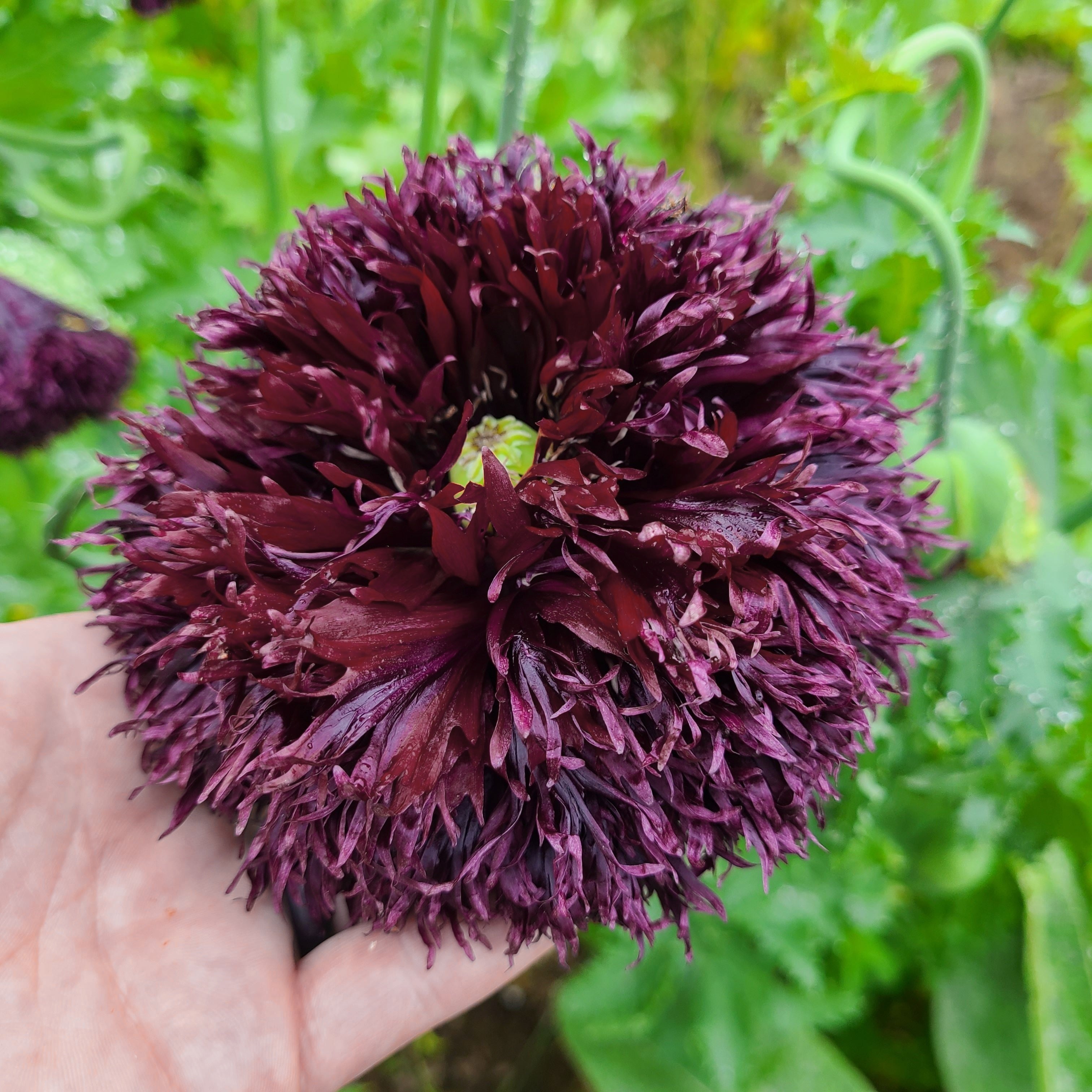 250 BLACK Swan PEONY POPPY Papaver Somniferum Dark Burgundy Double Flo ...