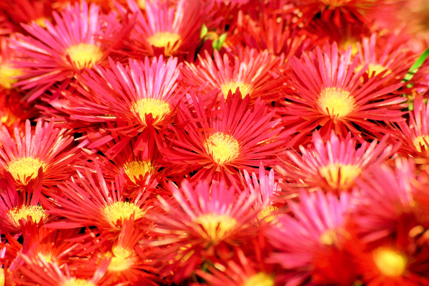 100 Gelato Bright RED ICE PLANT Mesembryanthemum Daisy Livingstone Flower Seeds