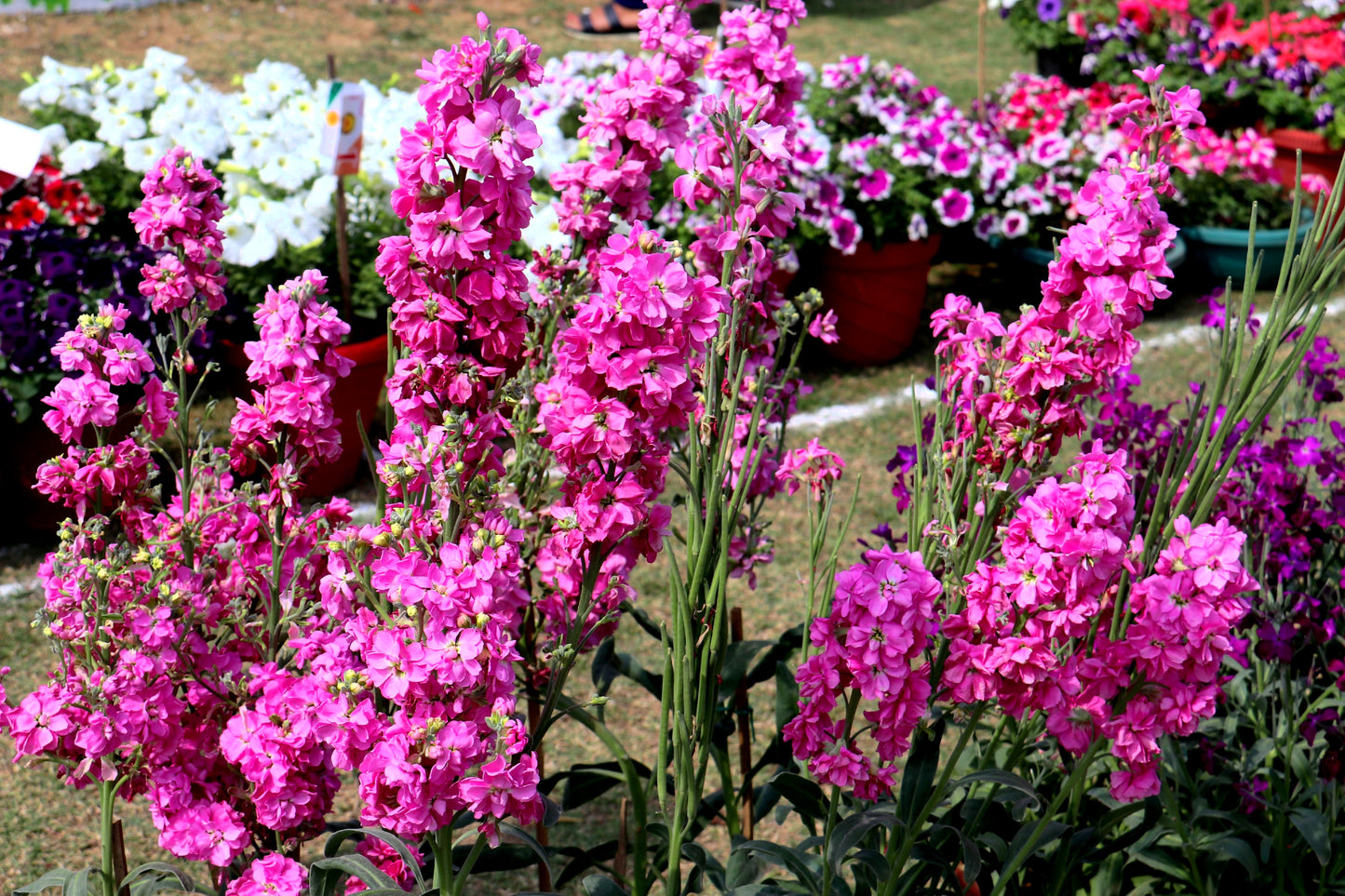 50 MIXED COLORS STOCK Matthiola Incana Ten-Week Gillyflower Blue White Pink Red Purple Seeds
