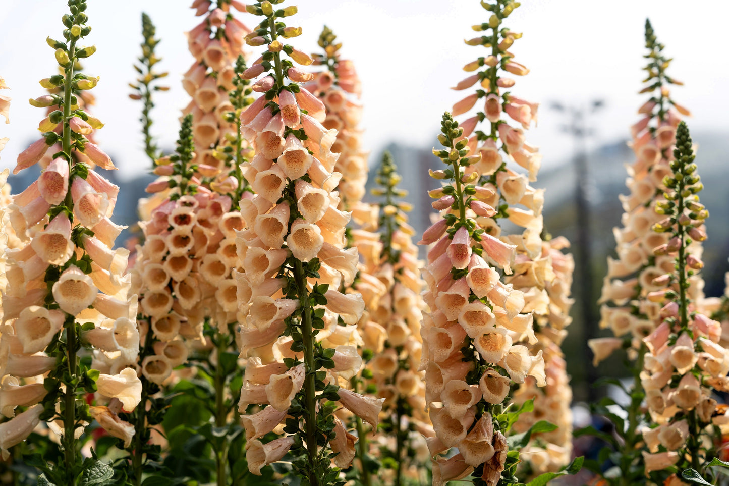 1000 FOXGLOVE EXCELSIOR MIX Digitalis Purpurea Mixed Colors Shade Flower Seeds