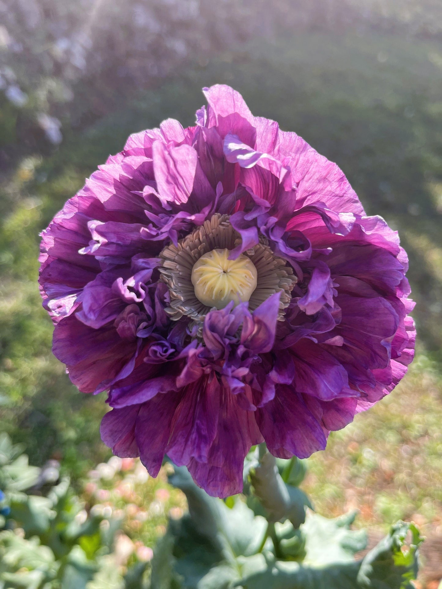 purple poppy flower seeds 500 LILAC Pompom PEONY POPPY Papaver Laciniatum Purple Pompon Flower Seeds
