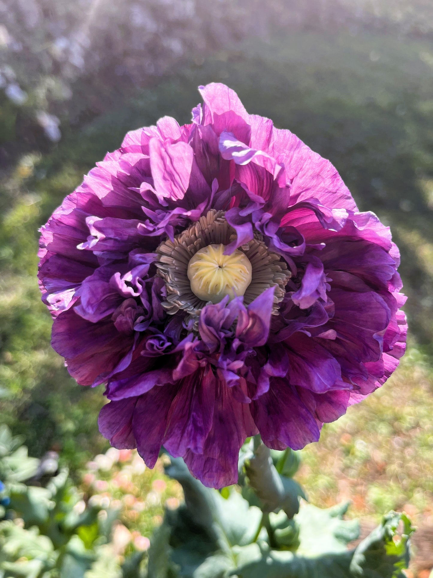250 Organic PEONY POPPY MIX Papaver Paeoniflorum Mixed Colors Red, White, Pink, Black, Purple, Salmon, Bronze, Lilac, & Bicolor Flower Seeds