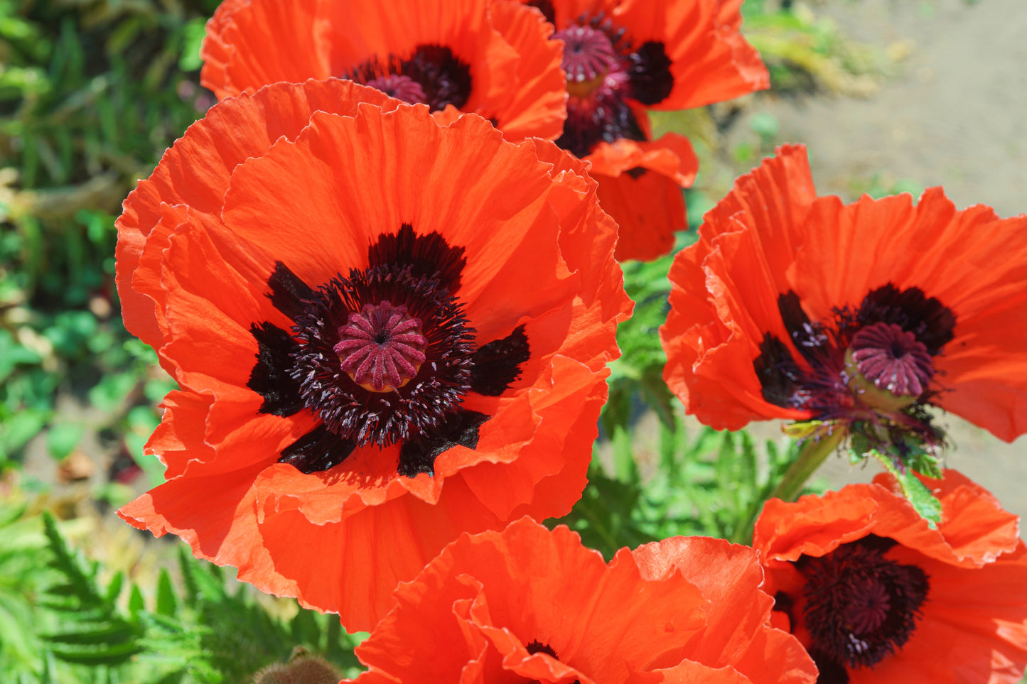 500 ORIENTAL RED Mix POPPY Papaver Orientale Flower Seeds