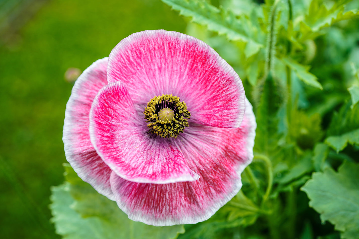 1000 PINK & WHITE POPPY Papaver Somniferum Flower Seeds