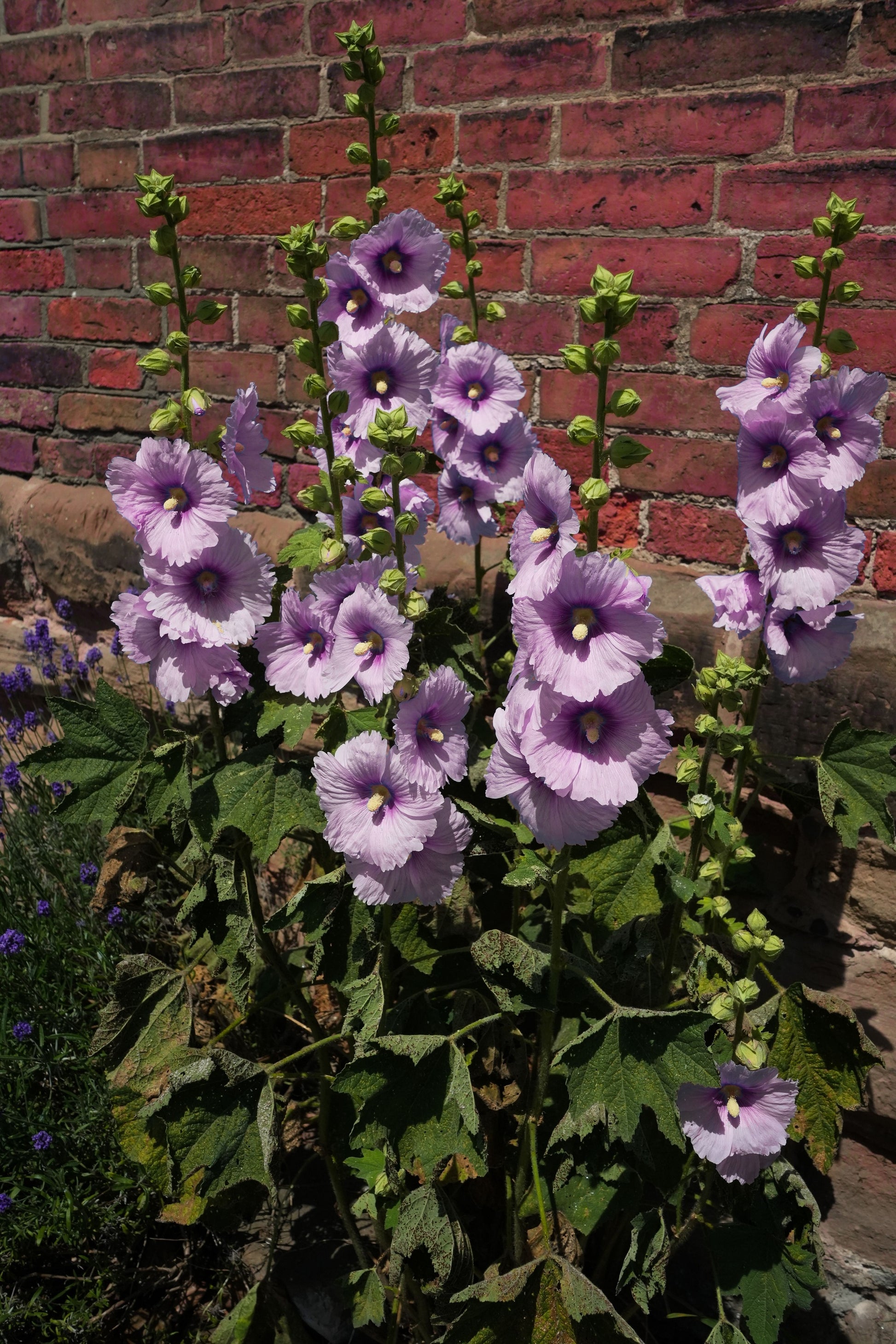 lavender rosea plants 25 LAVENDER & PURPLE HOLLYHOCK Alcea Rosea Flower Seeds – Seedville USA