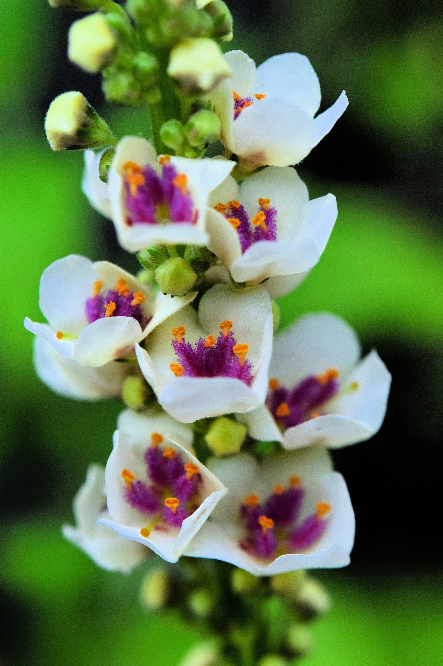 50 WEDDING CANDLES VERBASCUM Chaixii Album Mullein White Purple Flower Seeds