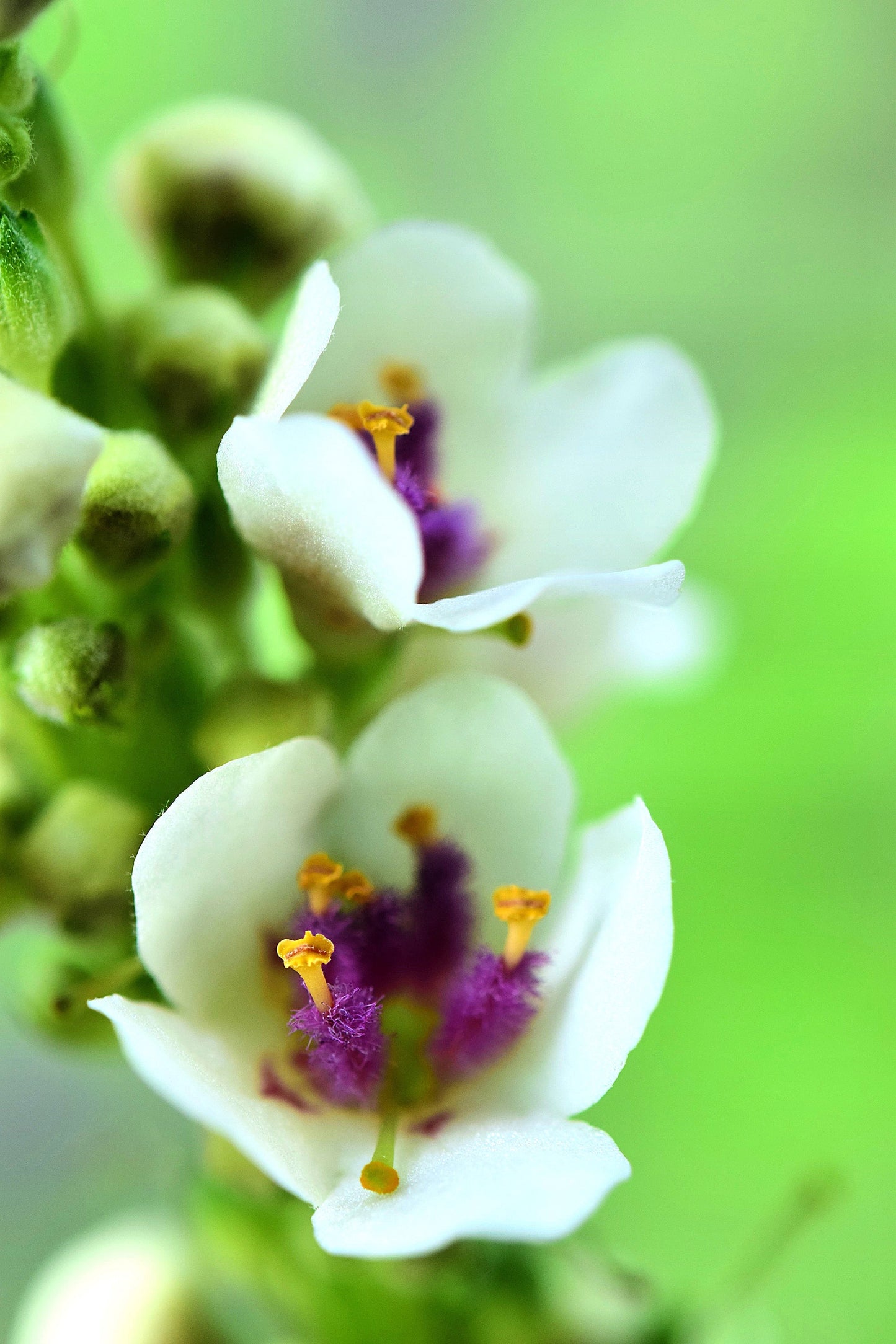 50 WEDDING CANDLES VERBASCUM Chaixii Album Mullein White Purple Flower Seeds