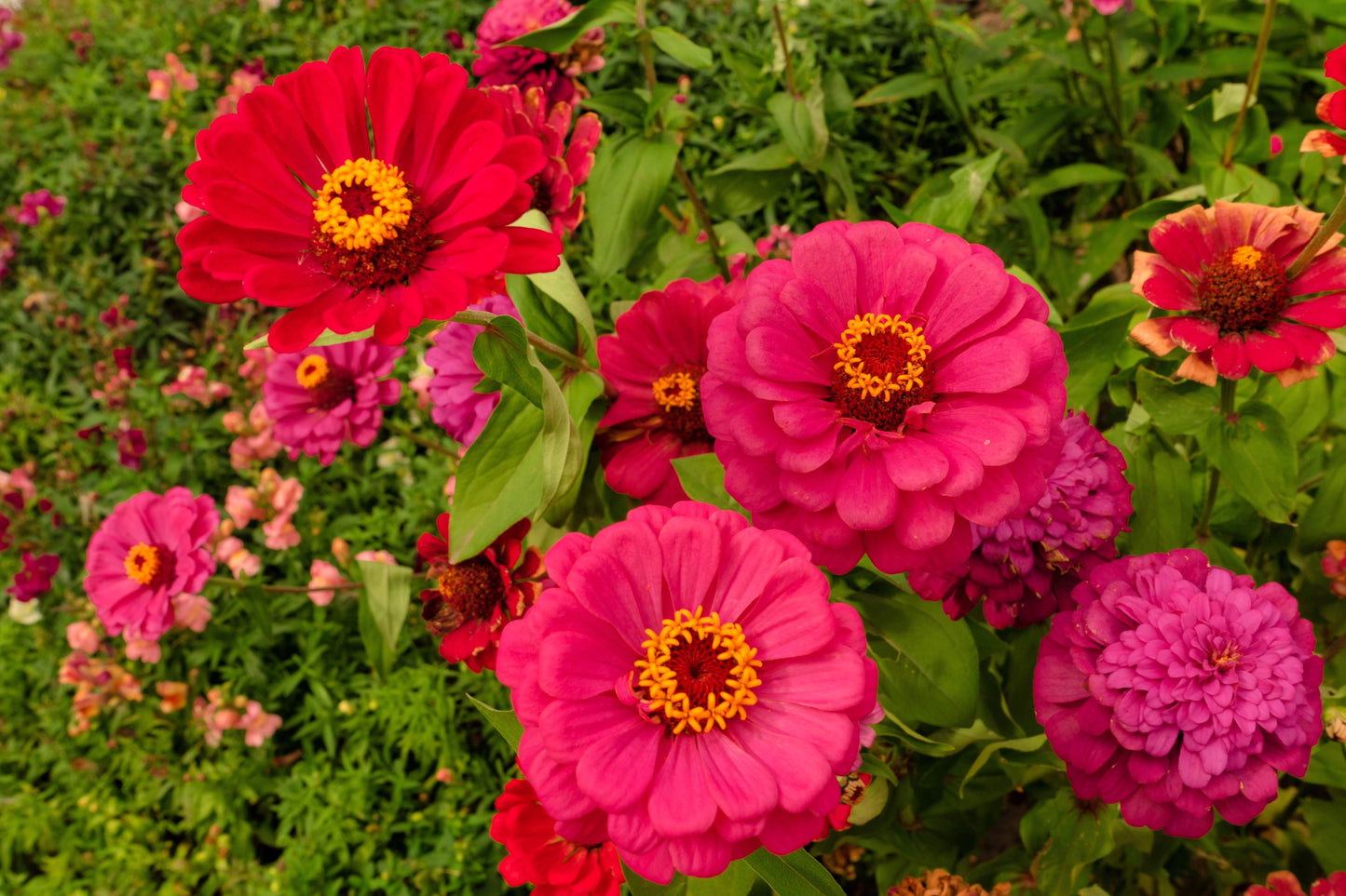 250 EXQUISITE ZINNIA Elegans Changes Color Red - Hot Pink Pale Pink Flower Seeds