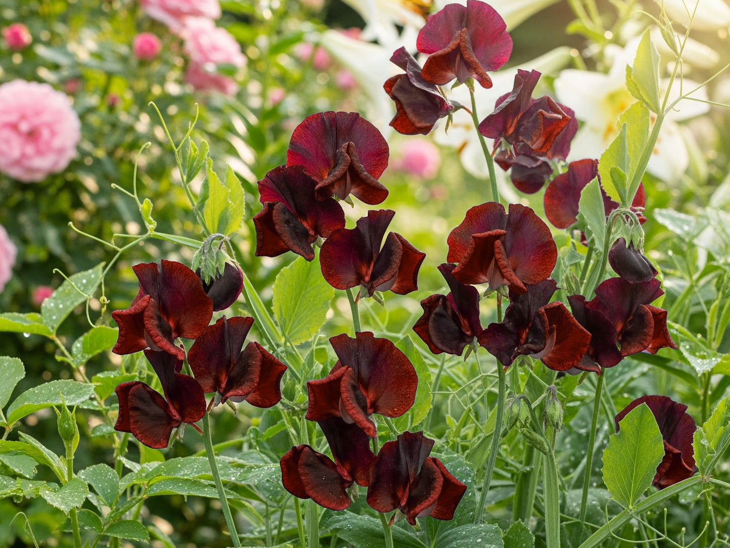 10 BLACK Knight SWEET PEA Lathyrus Odoratus Fragrant Flower Vine Seeds