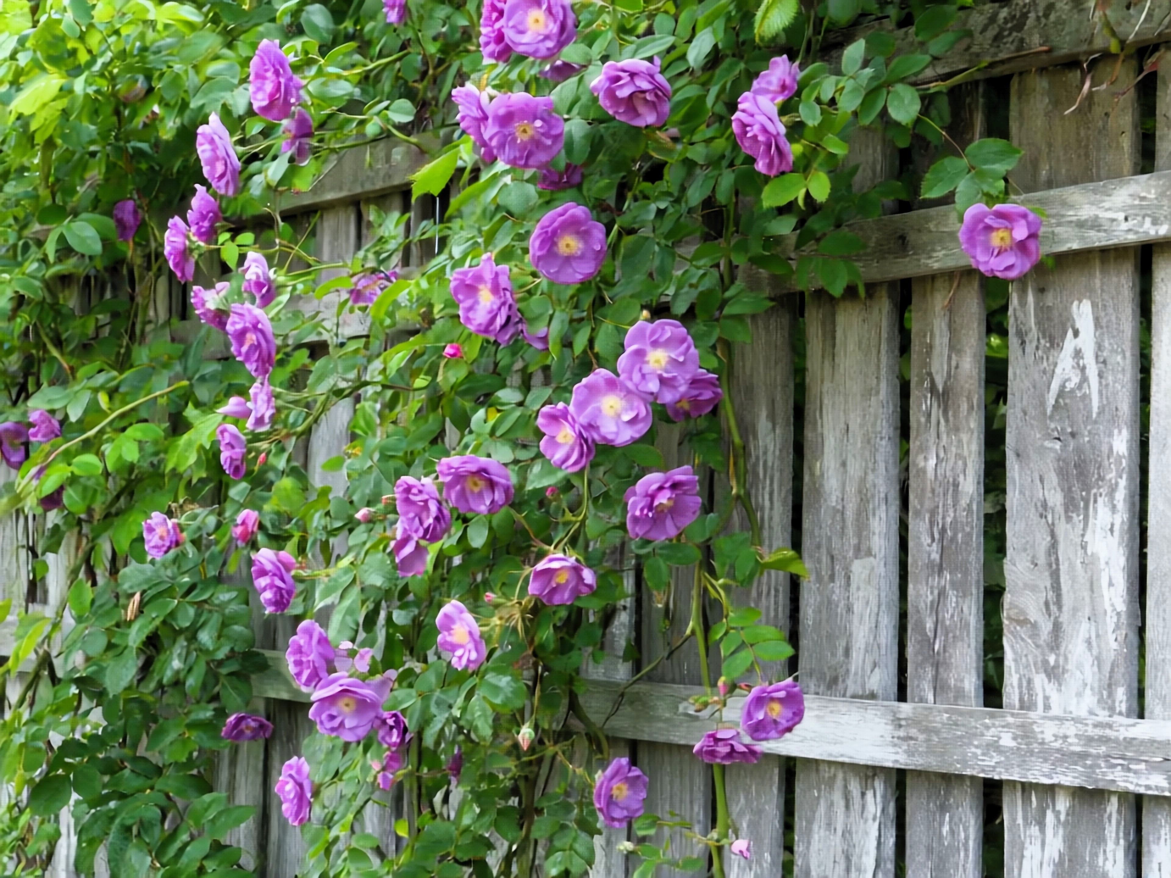 5 PURPLE CLIMBING ROSE Rosa Bush Vine Climber Fragrant Butterfly
