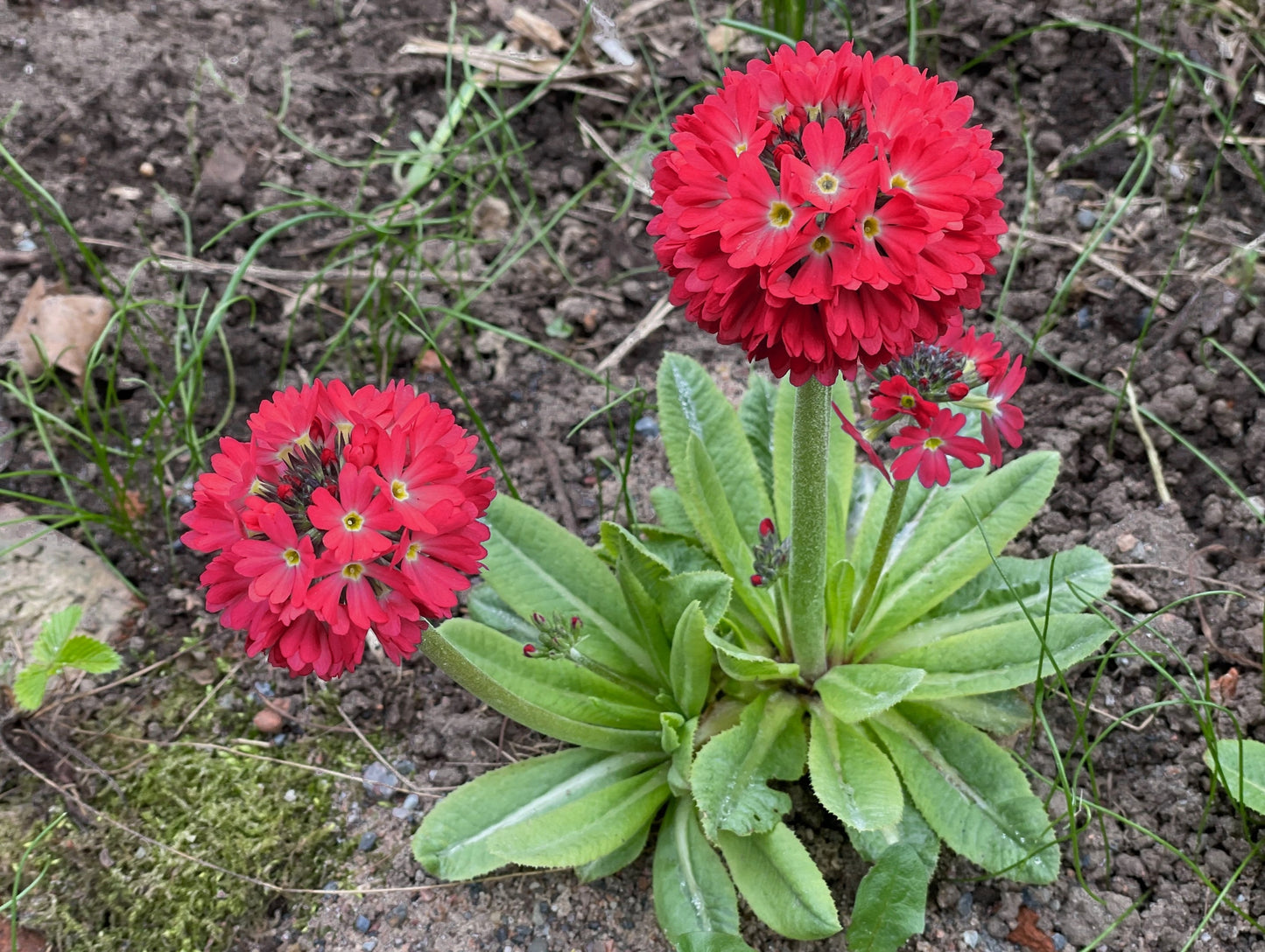 30 RED DRUMSTICK PRIMROSE Primula Denticulata Himalayan Moist Flower Seeds