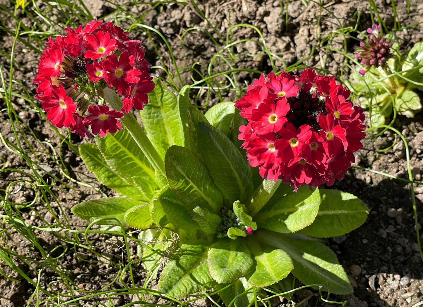 30 RED DRUMSTICK PRIMROSE Primula Denticulata Himalayan Moist Flower Seeds