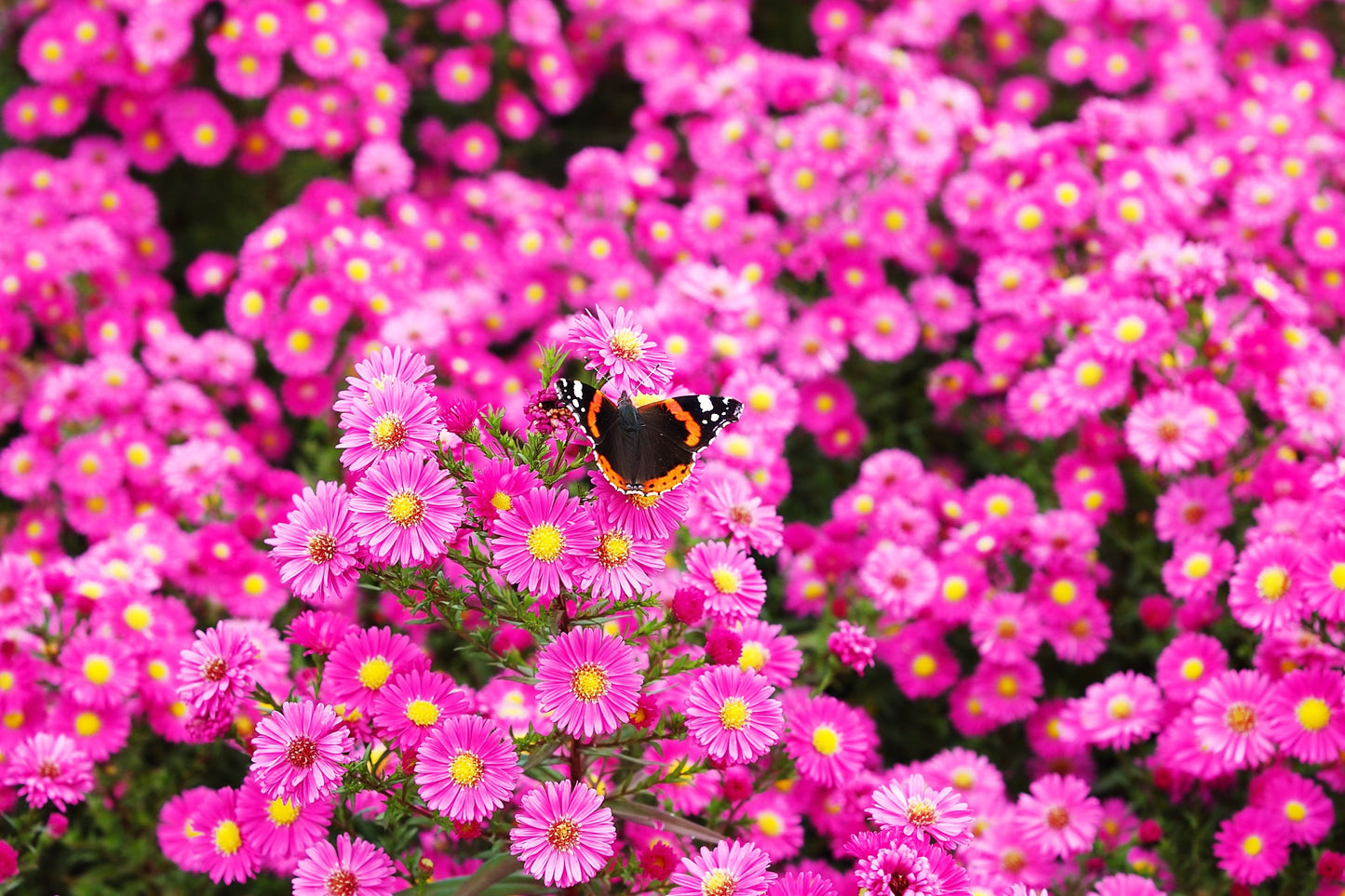 100 Pink NEW ENGLAND ASTER Aster Novae var Angliae Flower Seeds