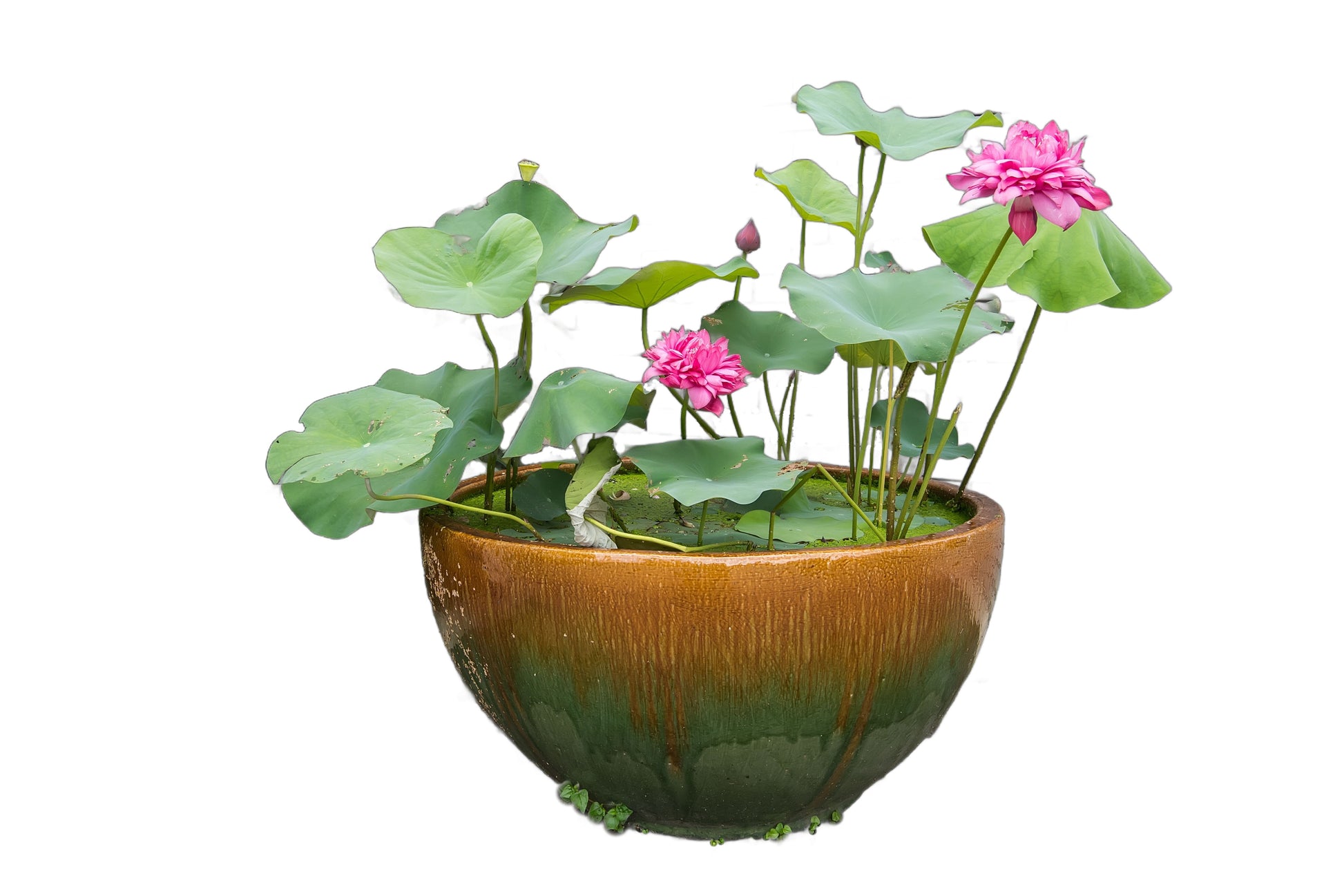 lotus flower seeds near me 5 BOWL LOTUS Mixed Colors Dwarf Nelumbo Nucifera Aquatic Flower Seeds – Seedville USA