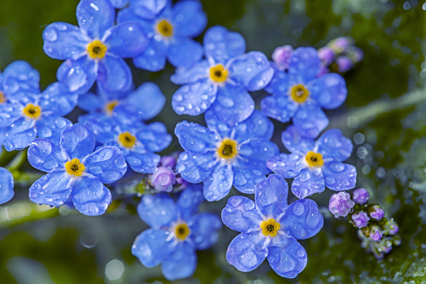 500 Blue FORGET ME NOT Myosotis Sylvatica Shade or Sun Perennial Flower Seeds