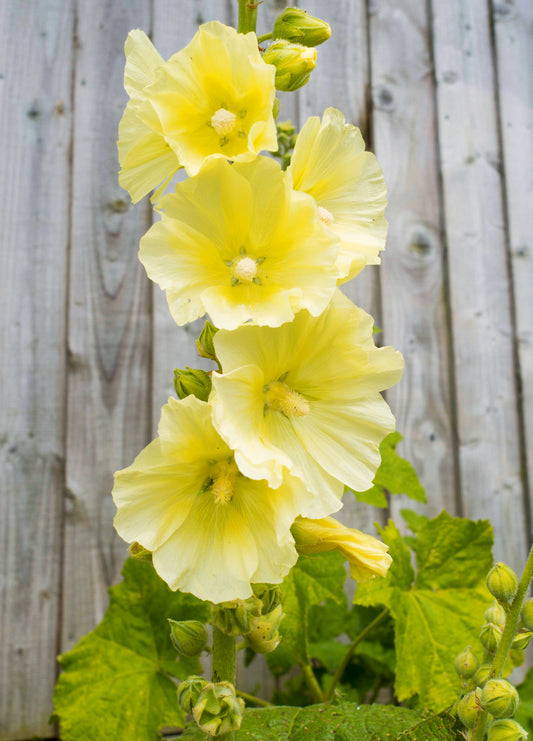 25 YELLOW HOLLYHOCK Alcea Rosea Flower Seeds Perennial