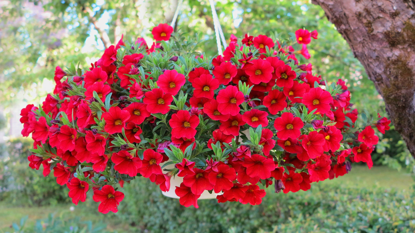 500 Fire Chief RED PETUNIA Nana Compacta Sun Annual AAS Winner Fragrant Hummingbird Flower Seeds