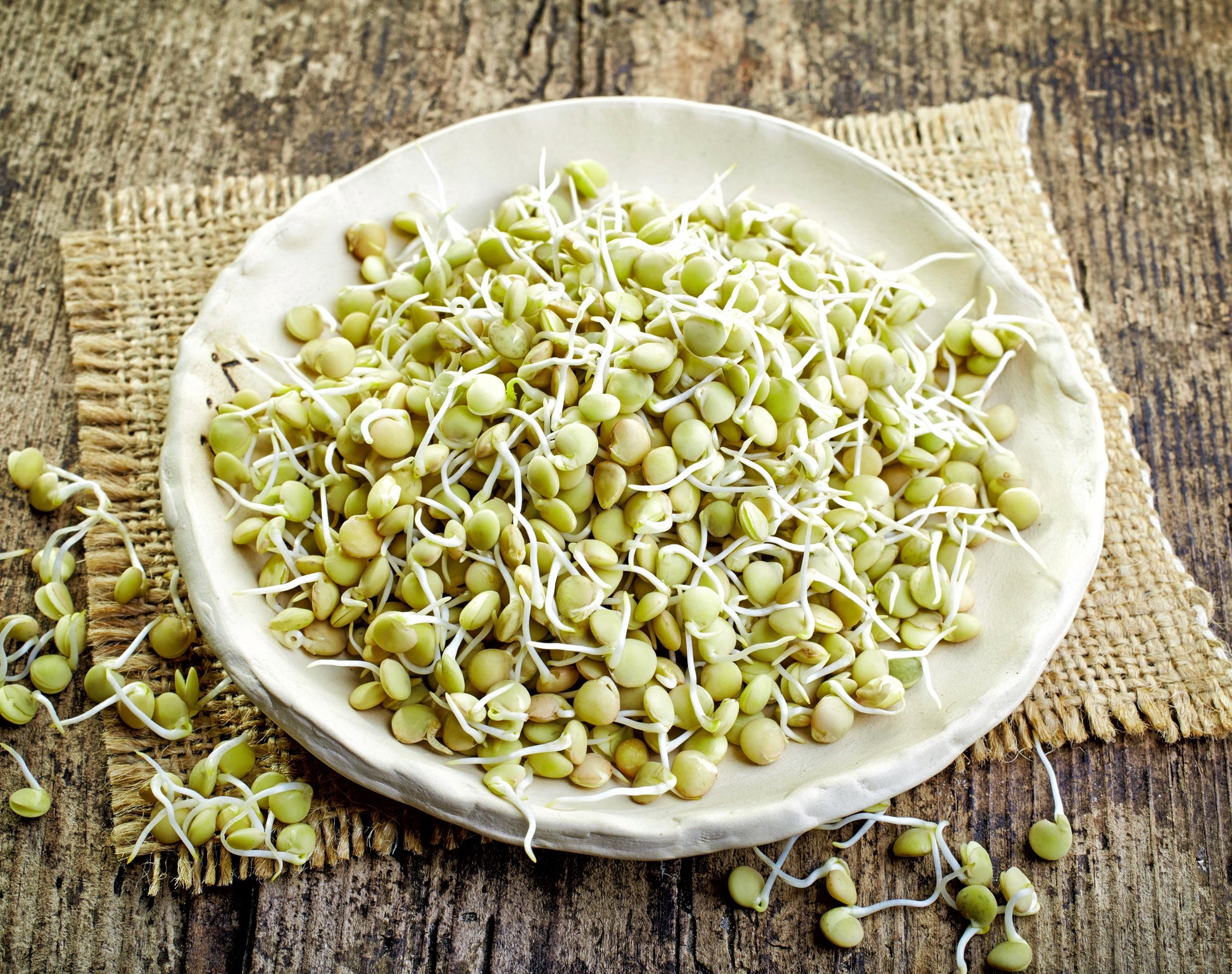 lentil plant seeds 100 GREEN LENTIL Lentils Lens Culinaris Vegetable Seeds