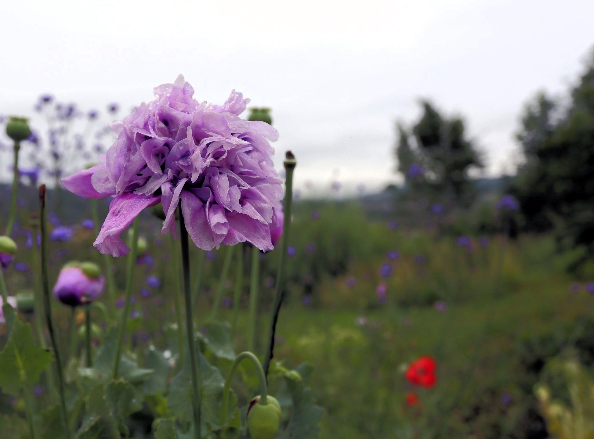 pompom plants 500 LILAC Pompom PEONY POPPY Papaver Laciniatum Purple Pompon Flower S –  Seedville USA
