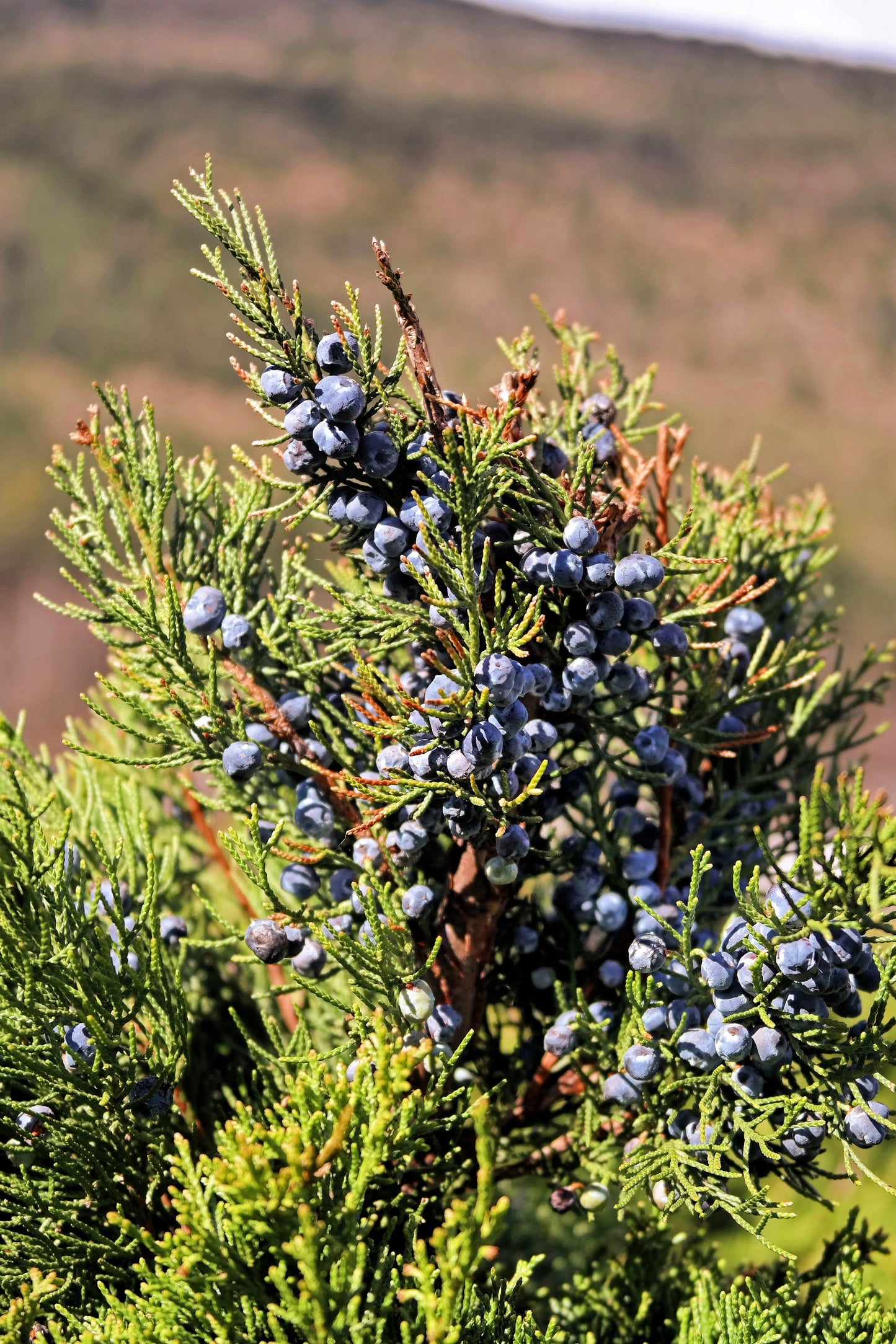 60 Organic Seeds COMMON JUNIPER (20 Berries) Juniperus Communis Tree Shrub Evergreen Conifer Blue Berry Yellow Flower aka Gin Berry Pine