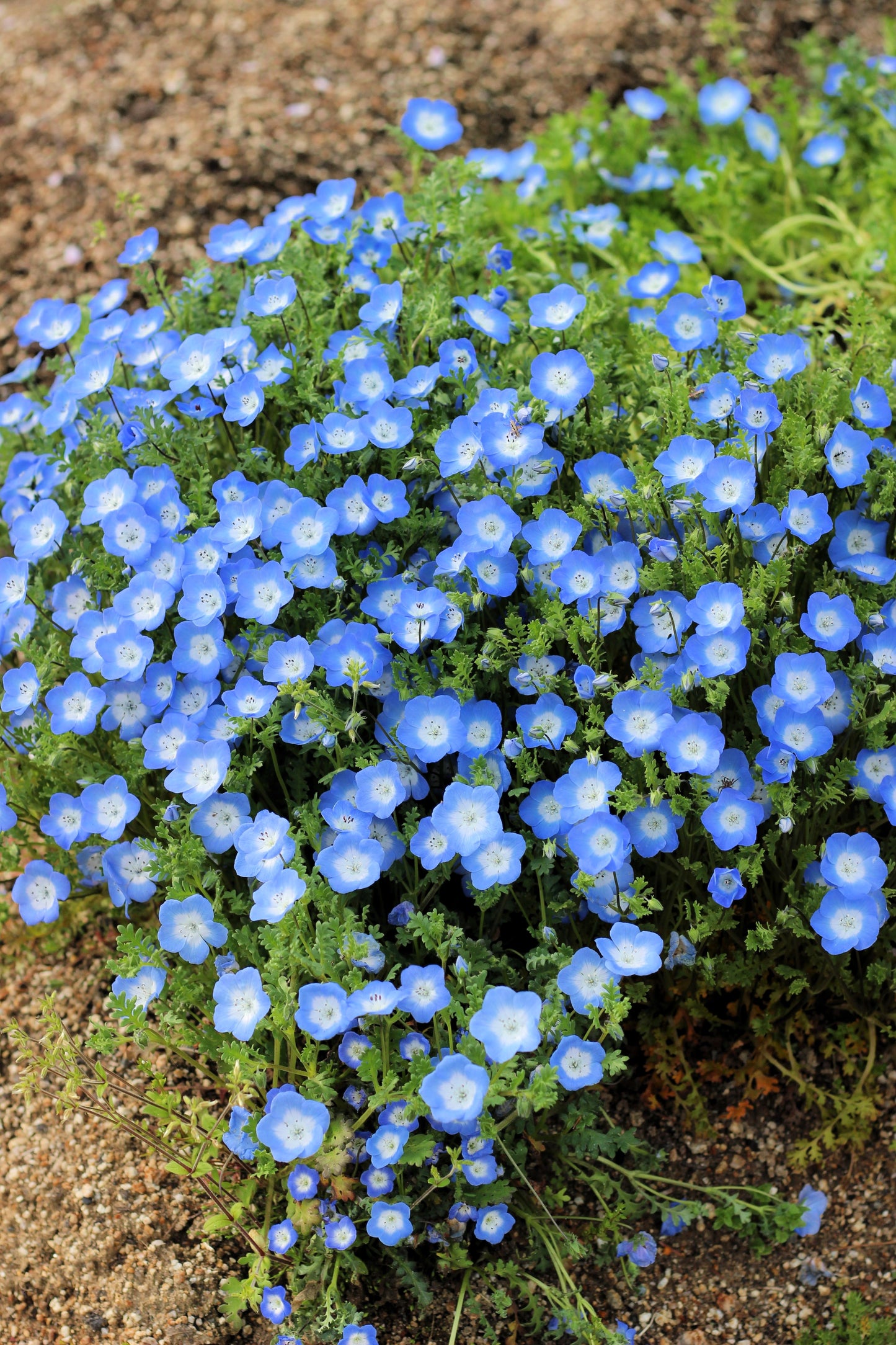 250 BABY BLUE EYES Nemophila Menziesii Fragrant Butterfly Flower Seeds