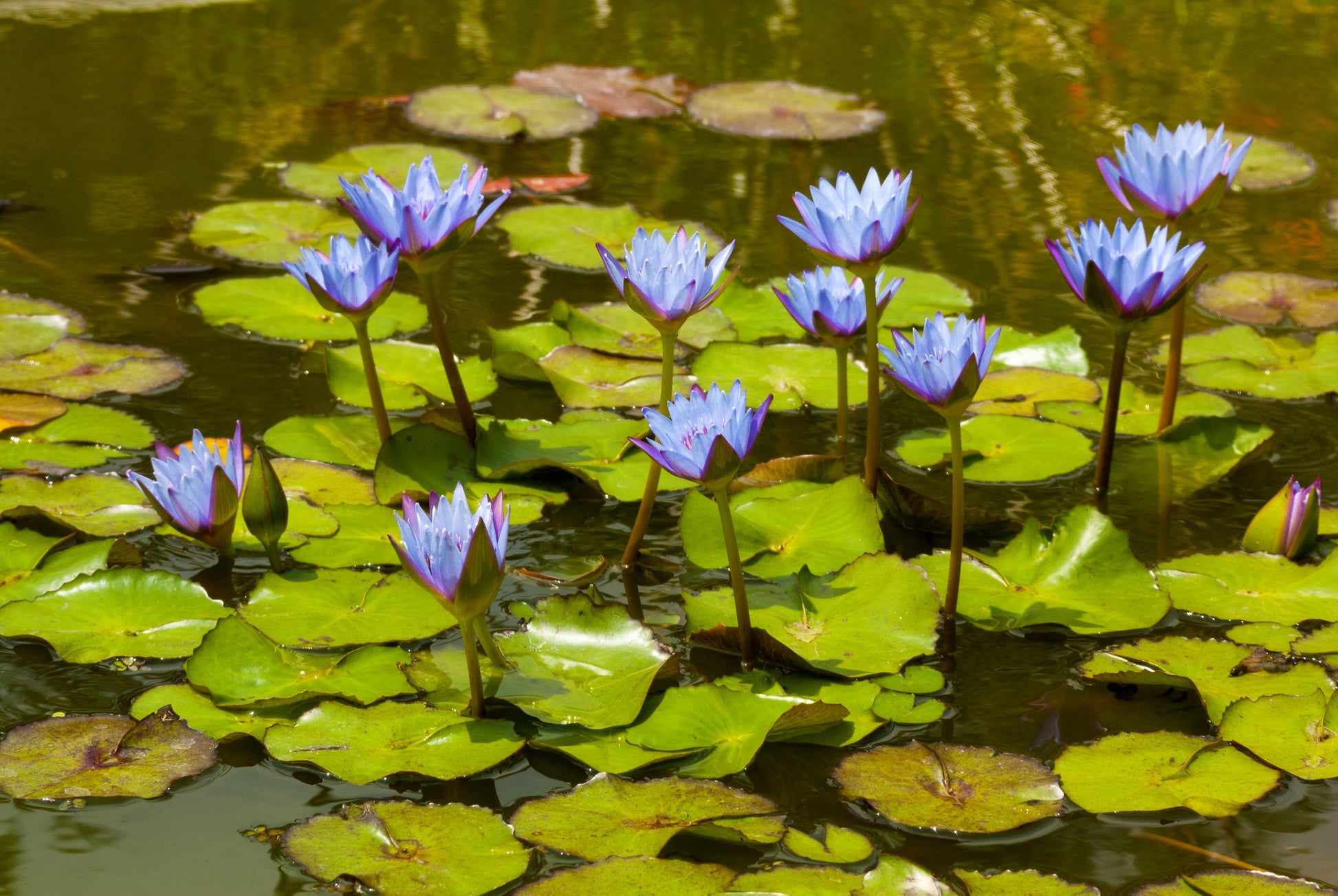 egyptian blue lotus flower seeds 10 BLUE WATER LILY / Lily Pad / Asian Water Lotus / Sacred Egyptian Lo – Seedville USA