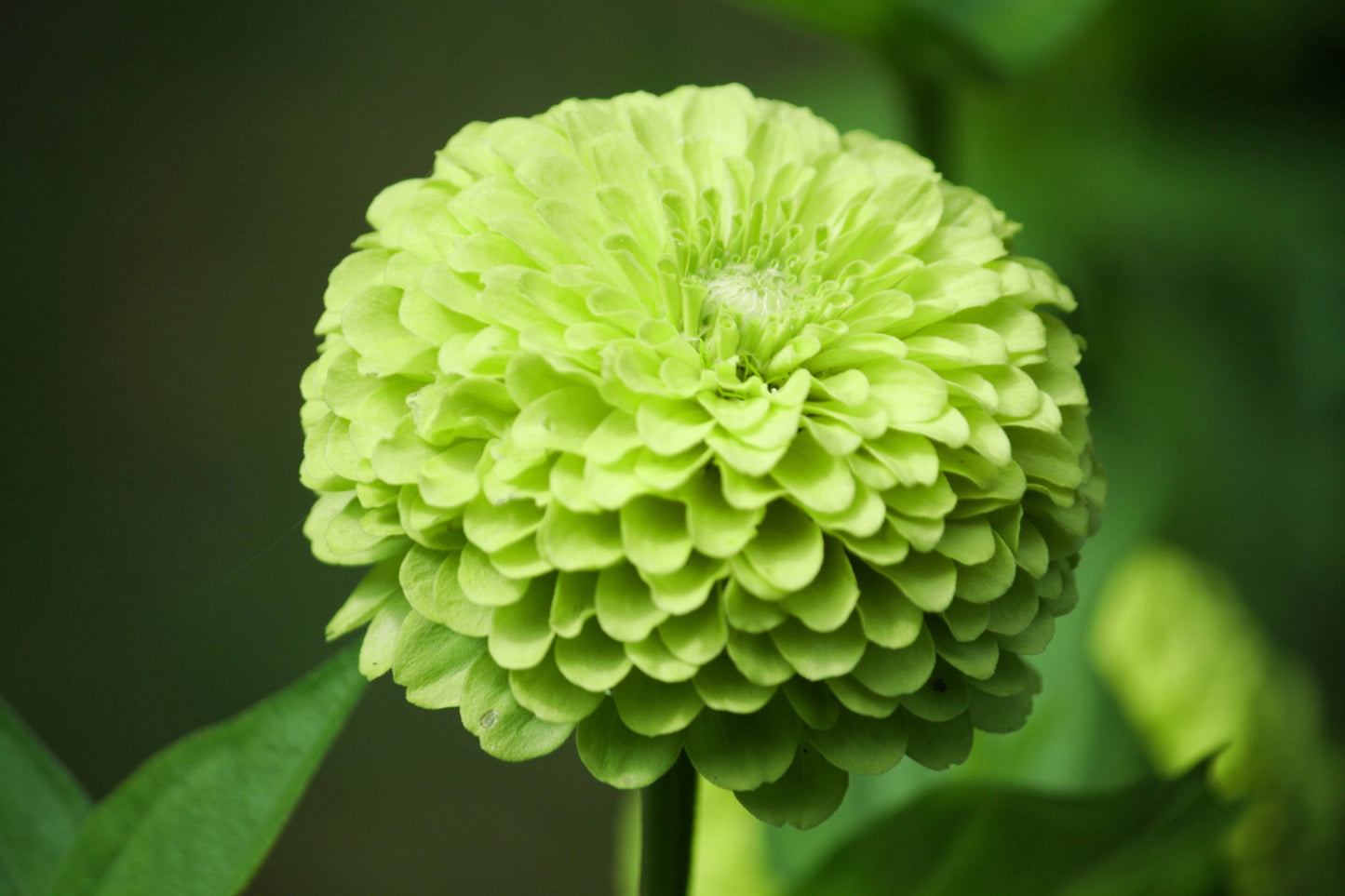 250 GREEN ENVY ZINNIA Elegans Heirloom Chartreuse Double Flower Seeds