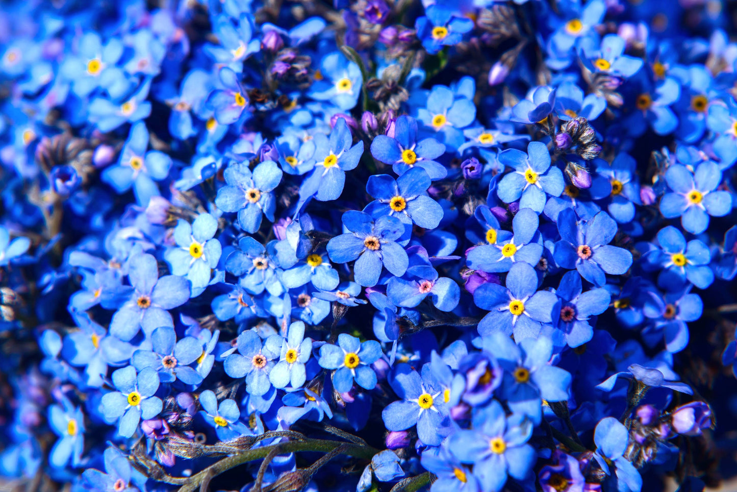 500 Blue FORGET ME NOT Myosotis Sylvatica Shade or Sun Perennial Flower Seeds