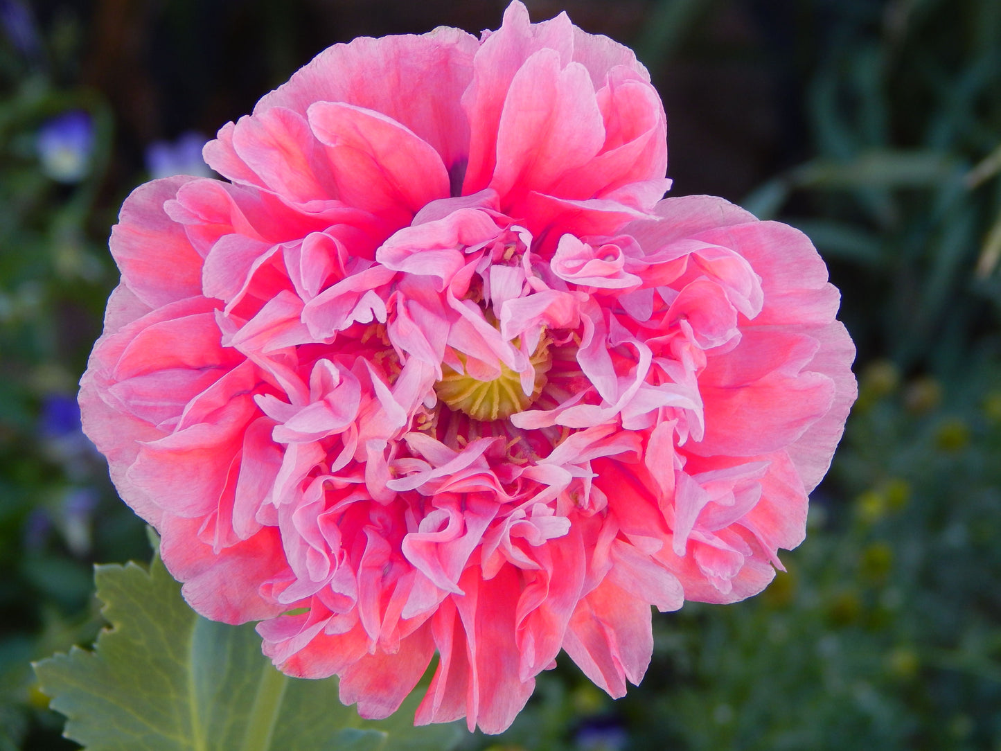 250 Bombast ROSE PEONY POPPY Papaver Peoniflorum Flower Seeds