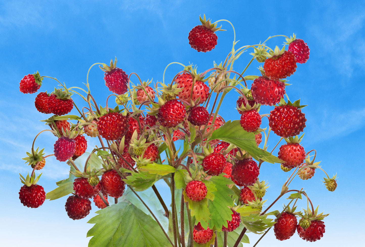 100 ALPINE STRAWBERRY Fragaria Vesca Red Fruit White Flower Seeds