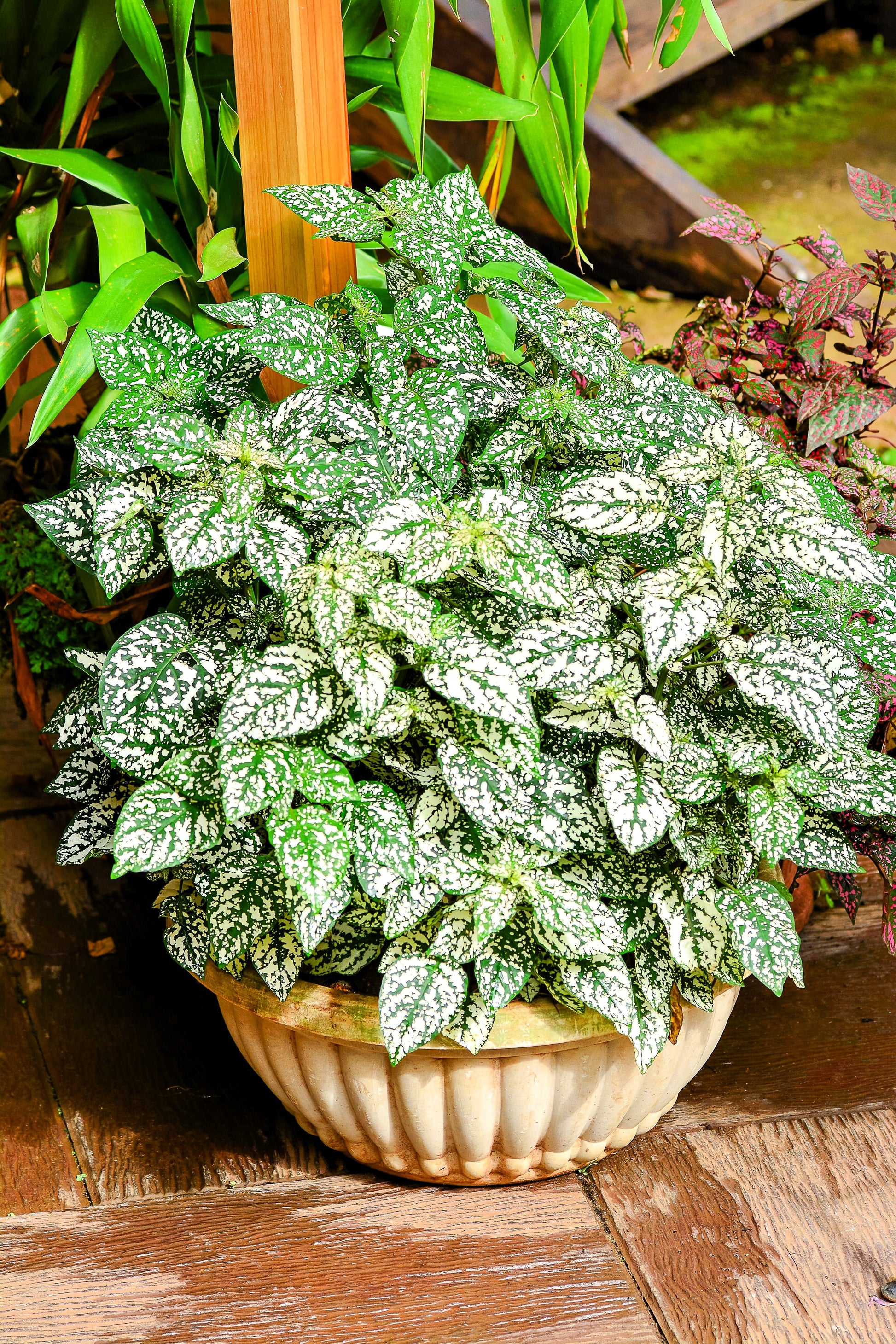 indoor plant with white spots 10 Dwarf WHITE POLKA DOT PLANT Splash Select Hypoestes Phyllostachya F – Seedville USA