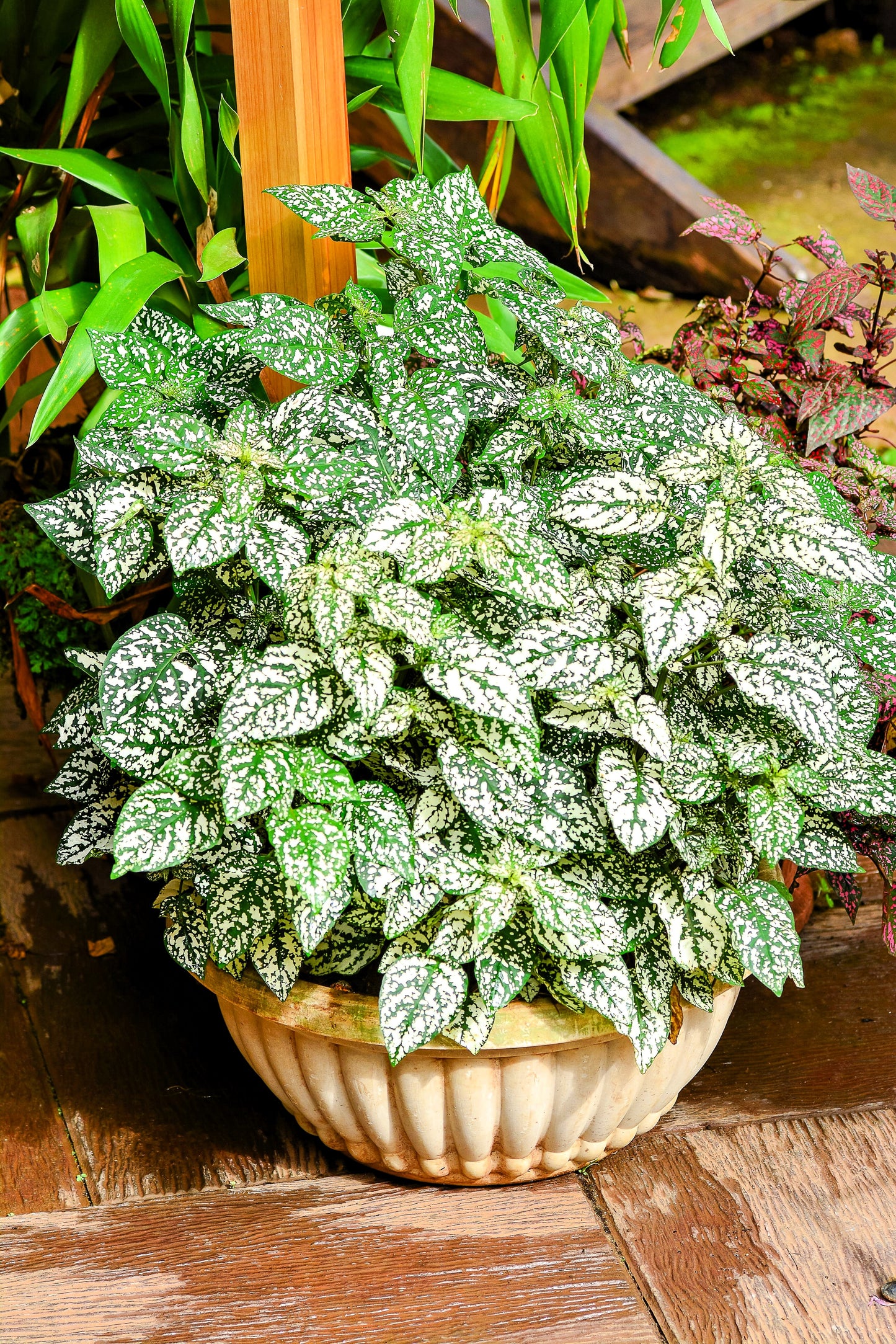 10 Dwarf WHITE POLKA DOT PLANT Splash Select Hypoestes Phyllostachya Flower Houseplant Seeds