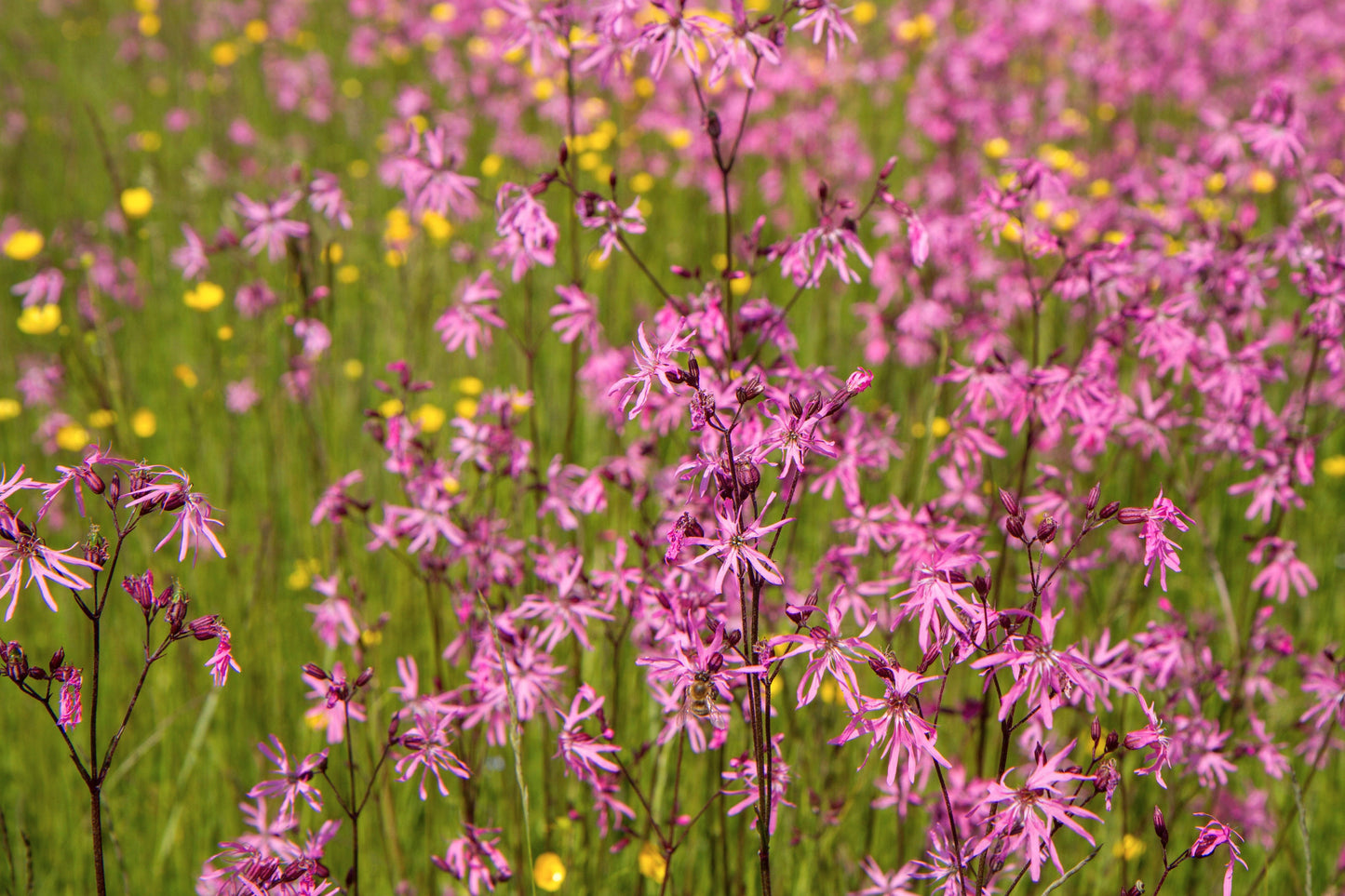 100 RAGGED ROBIN Pink Purplish Lychnis Flos Cuculi Flower Seeds