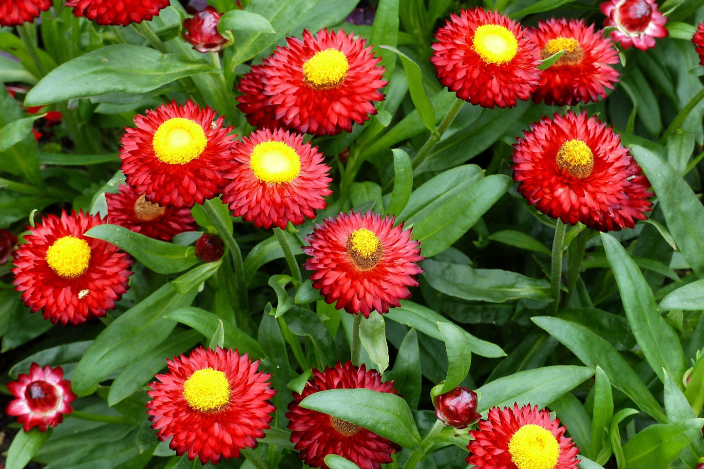 100 Red FIRE BALL STRAWFLOWER Helichrysum Monstrosum Flower Seeds