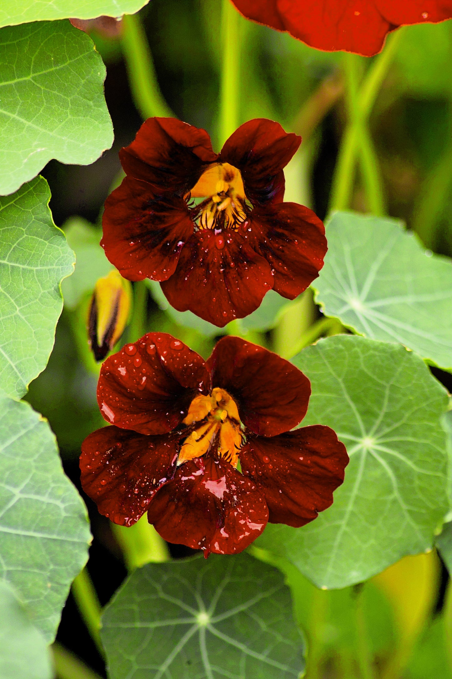 20 BLACK VELVET NASTURTIUM Tropaeolum Majus Dark Maroon Red Hummingbird Flower Seeds