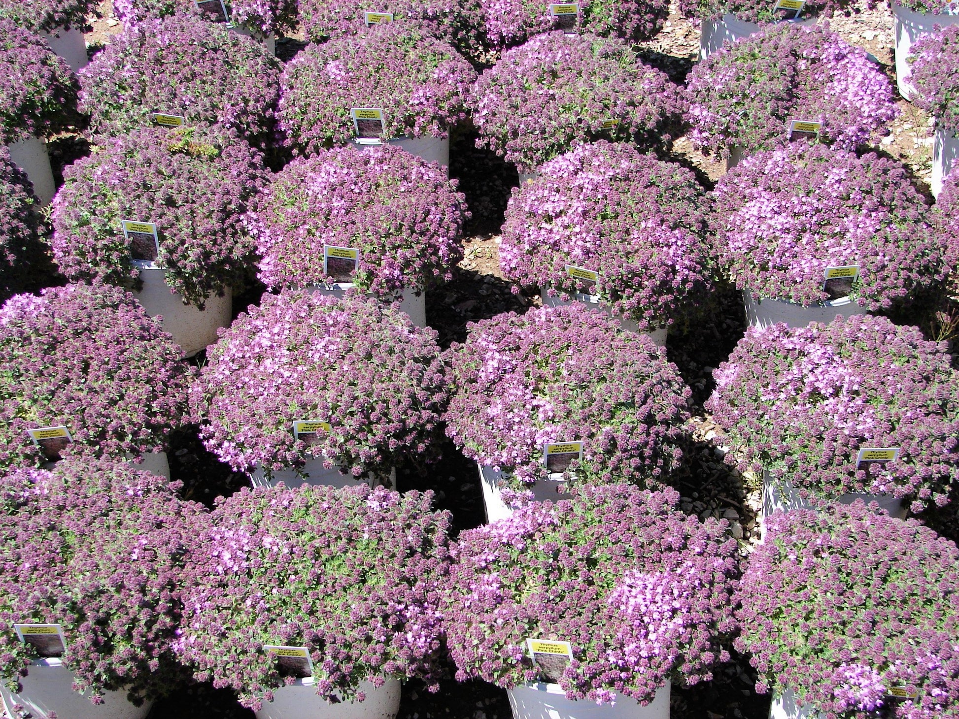 walk on me plant seeds 100 Walk On Me CREEPING THYME Thymus Serpyllum Herb Flower Seeds