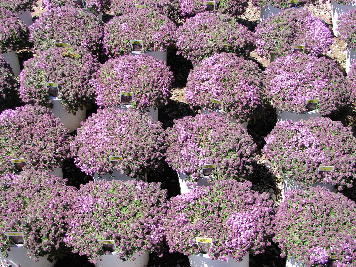 100 Walk On Me CREEPING THYME Thymus Serpyllum Herb Flower Seeds