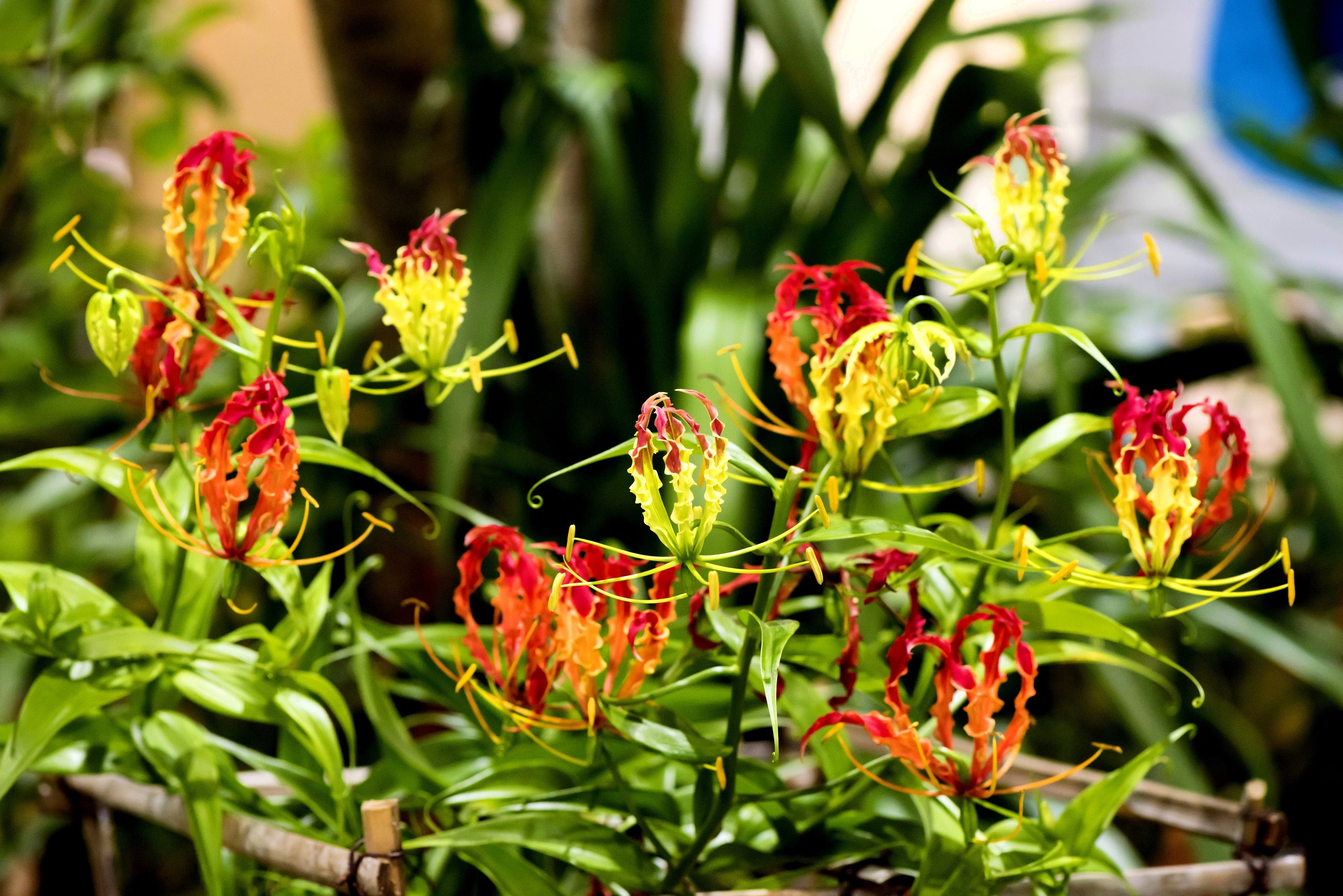 10 RED GLORIOSA LILY Flame Lily Gloriosa Superba Red & Yellow