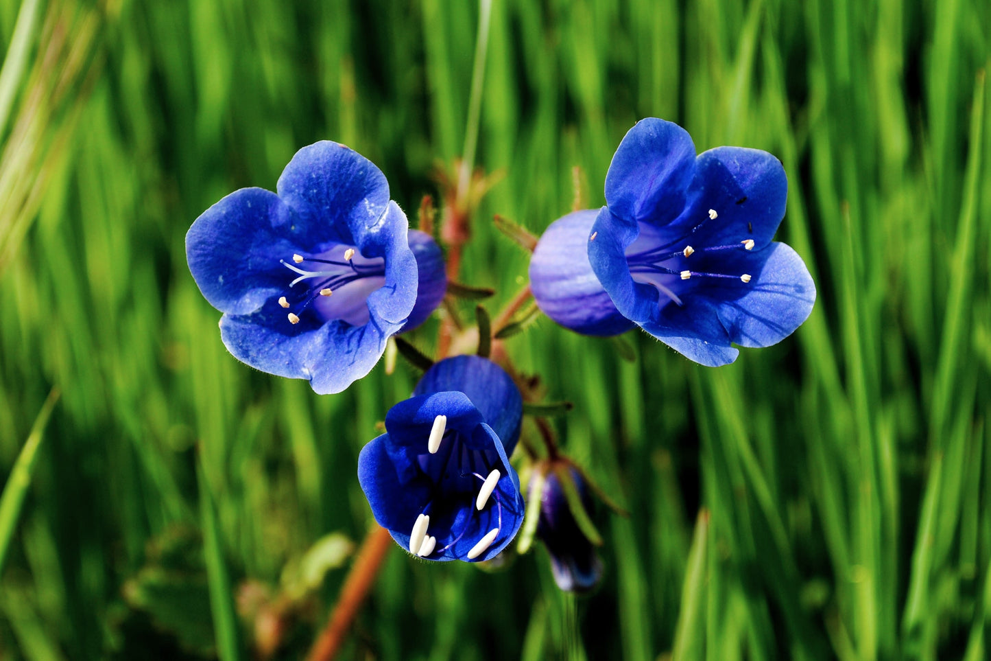 200 CALIFORNIA BLUEBELL (Wild Canterbury Bells / Desert Blue Bell) Phacelia Campanularia Flower Seeds