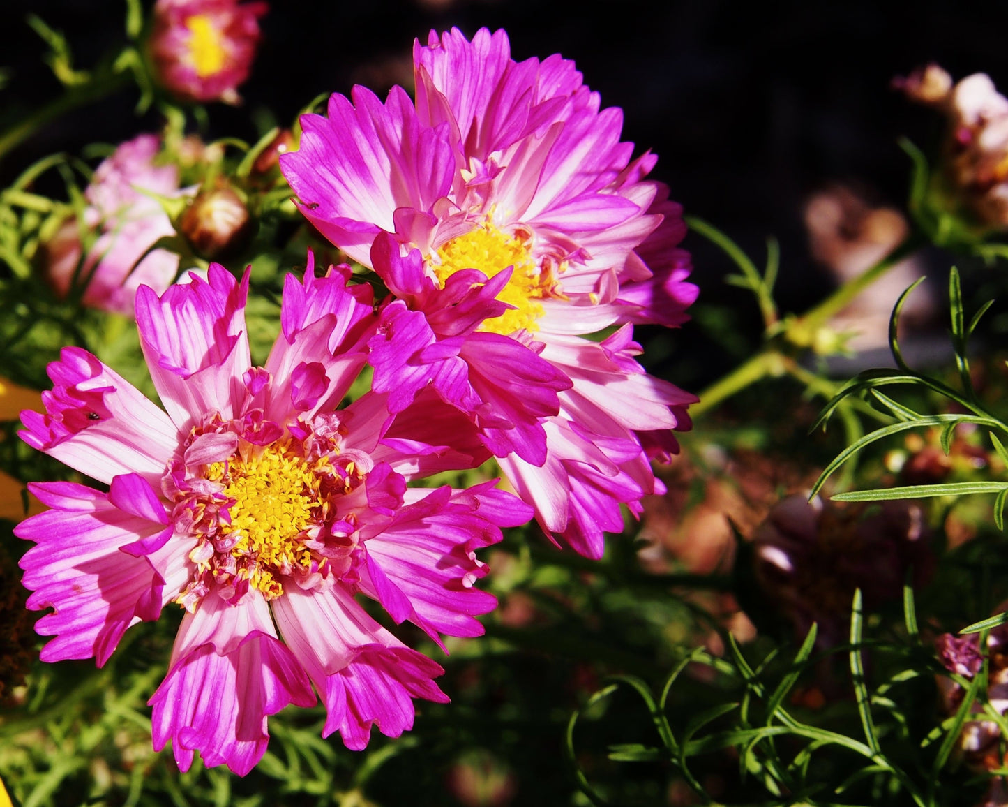 200 COSMOS SEASHELLS Cosmos Bipinnatus Sea Shells Flower Seeds