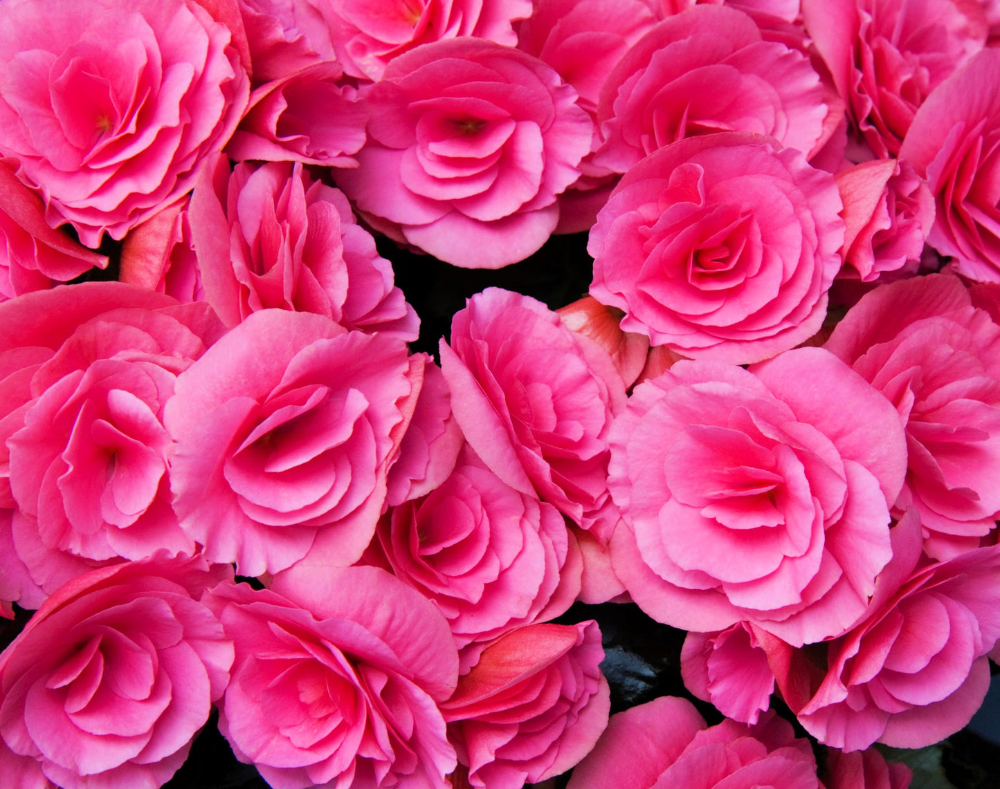 10 BRIGHT PINK DOUBLE BEGONIA Tuberosa Tuberous Begonia Shade Flower Seeds