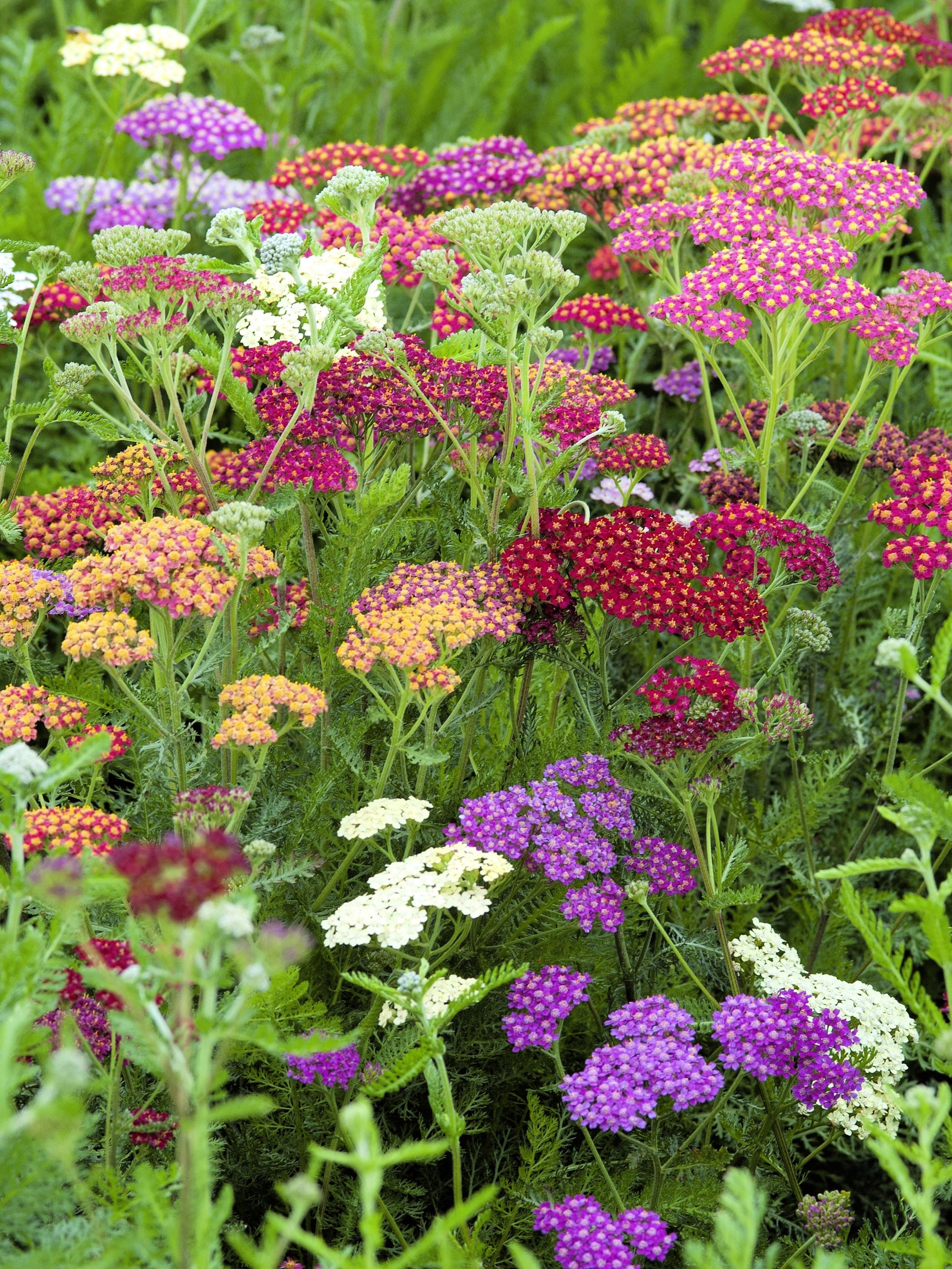 Seedville Yarrow - Thumbnail 4